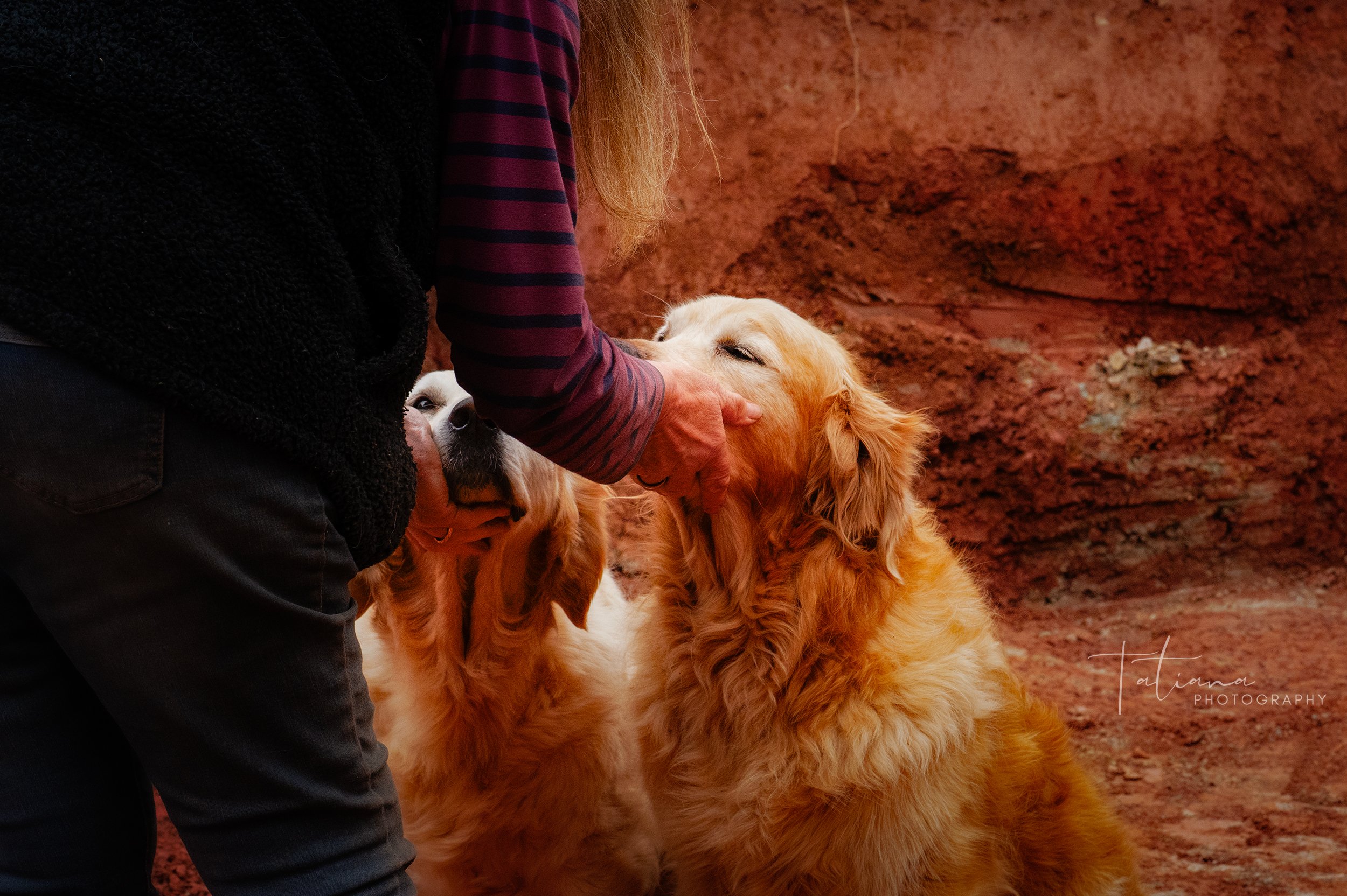 Person petting two Golden Retrievers outdoors with a red rocky background.