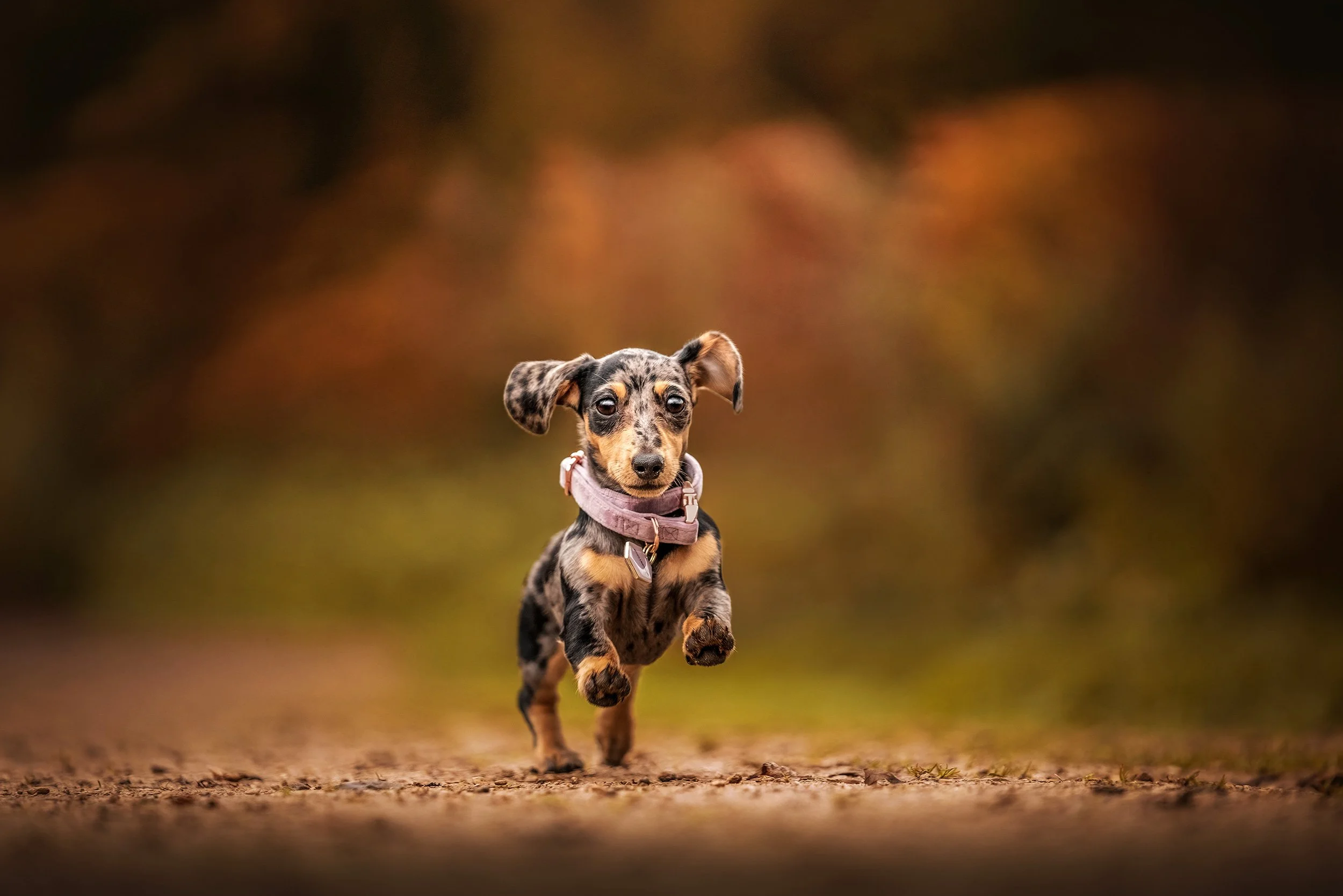 A small, black and tan dappled dachshund puppy running toward the camera on a path with blurred autumn-colored foliage in the background.