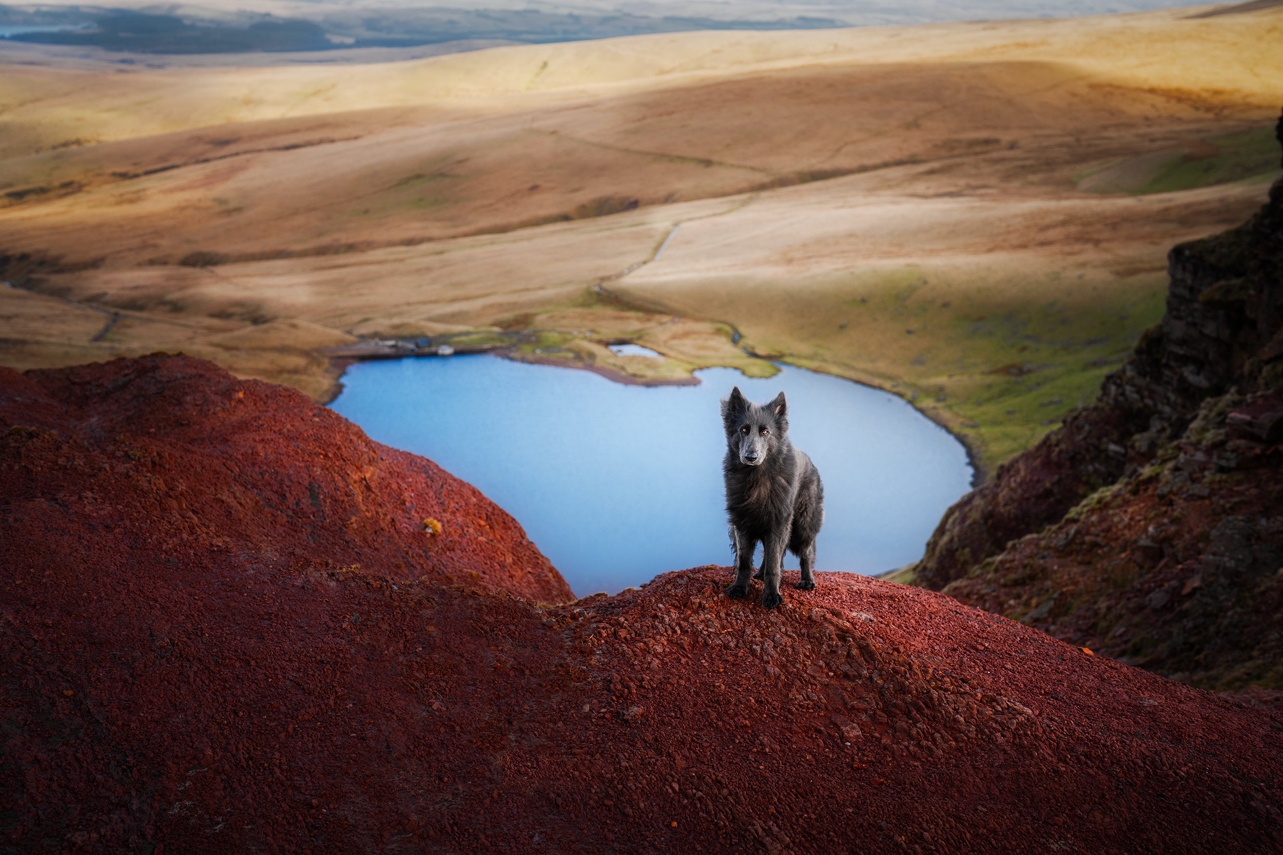A black dog standing on a red volcanic rock with a scenic lake and rolling hills in the background.