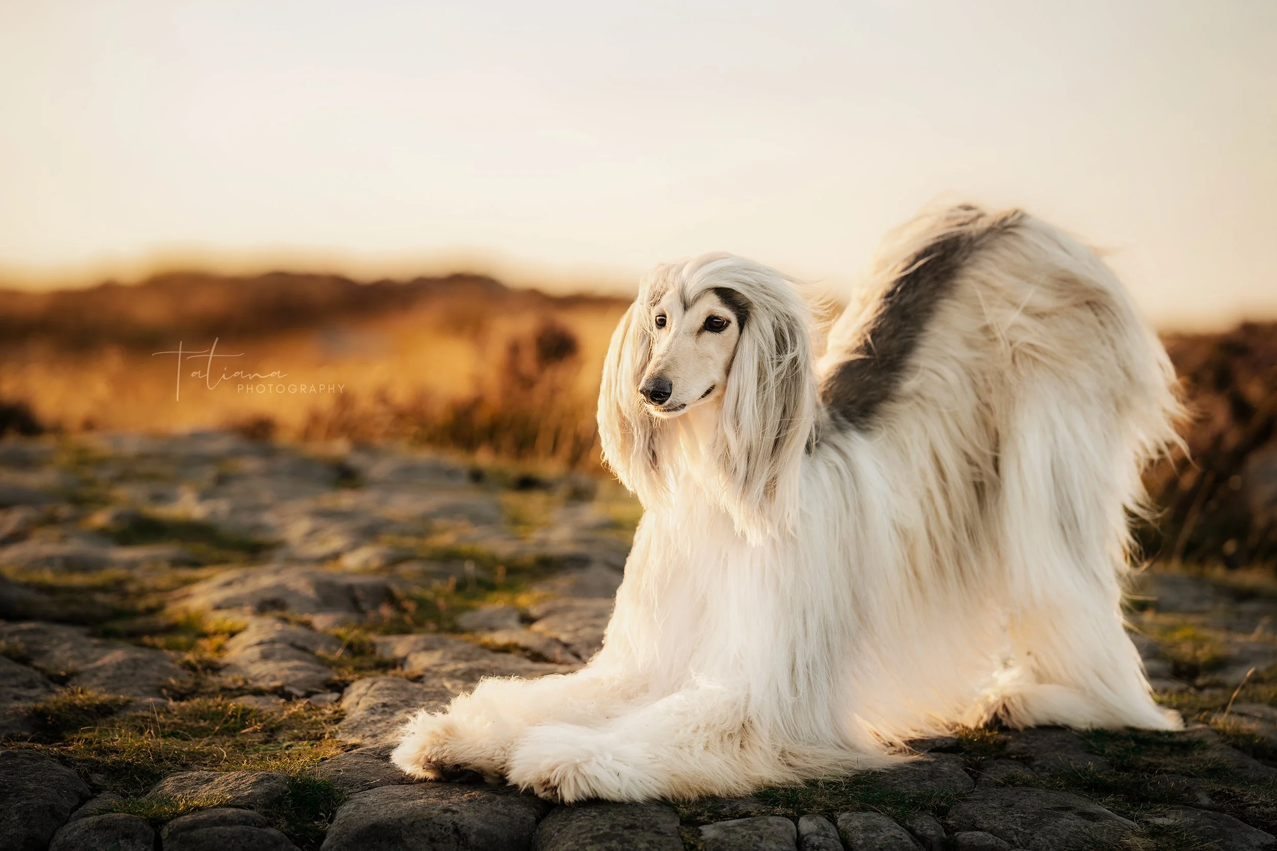 A long-haired Borzoi dog with white and gray fur, lying on a cobblestone path during sunset with a blurred natural landscape in the background.