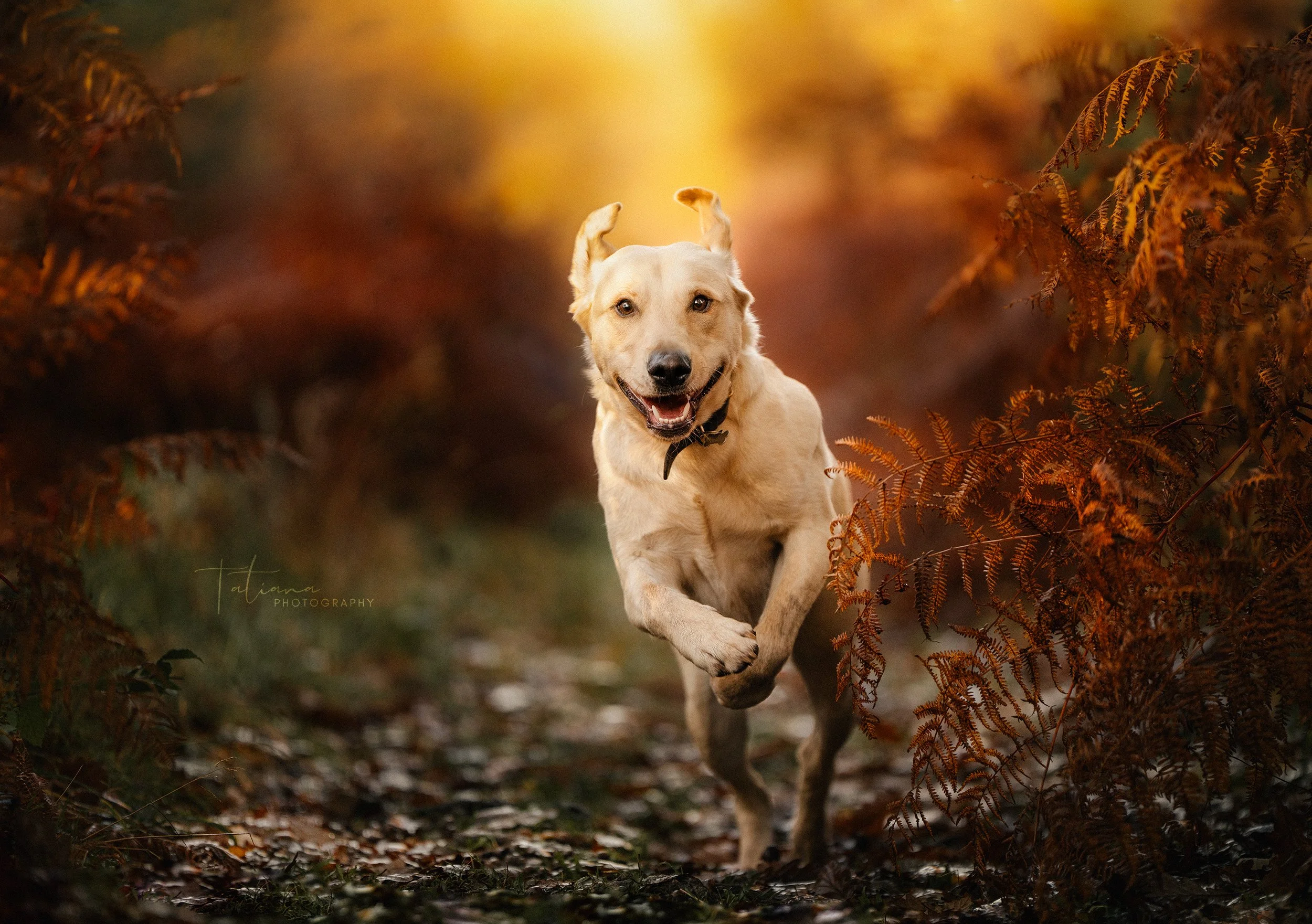 A happy yellow Labrador dog running through an autumnal forest path with ferns and fallen leaves, during sunset.