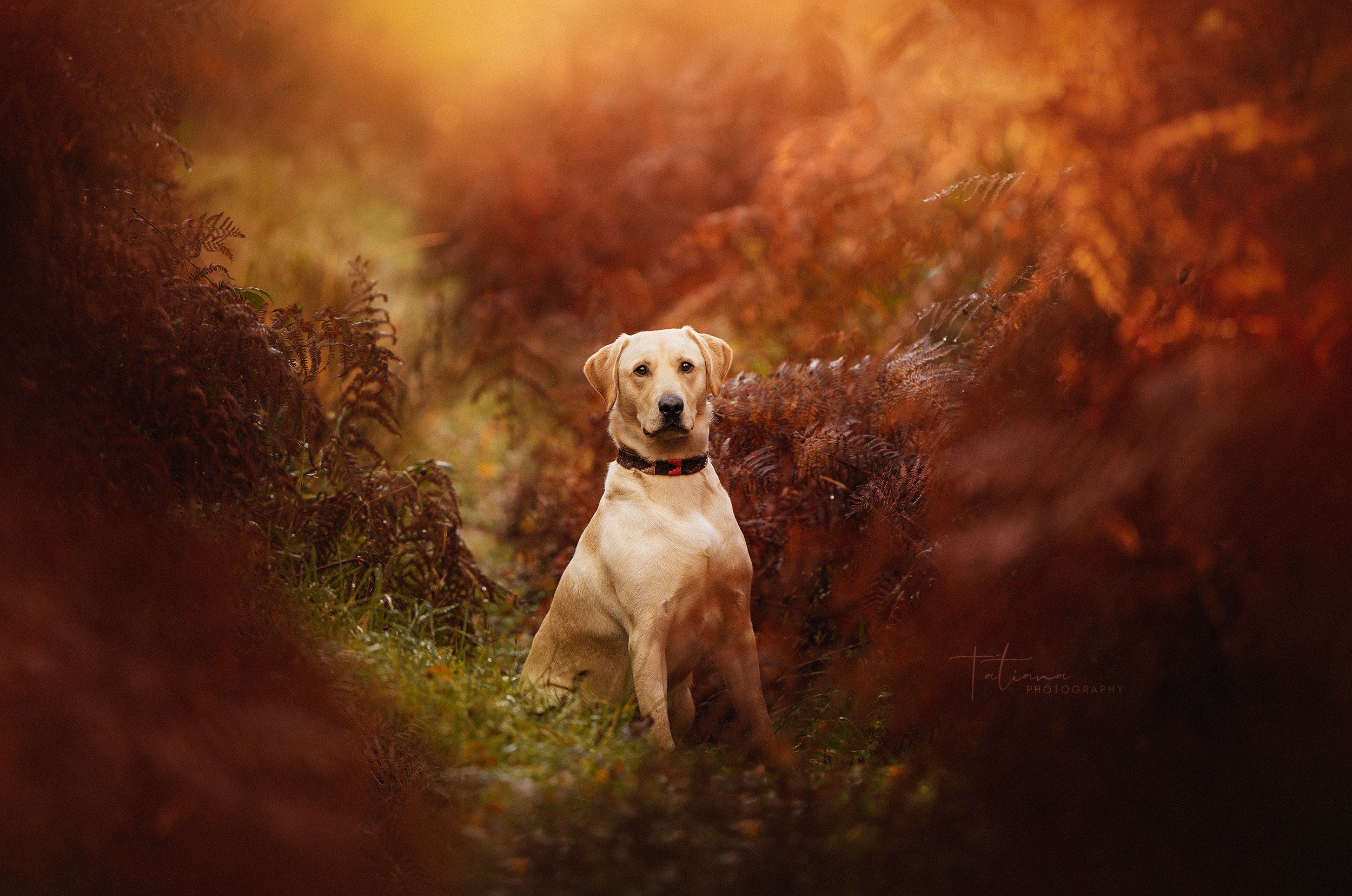 A dog with a black collar sitting amidst autumn foliage with orange and brown leaves, looking directly at the camera.