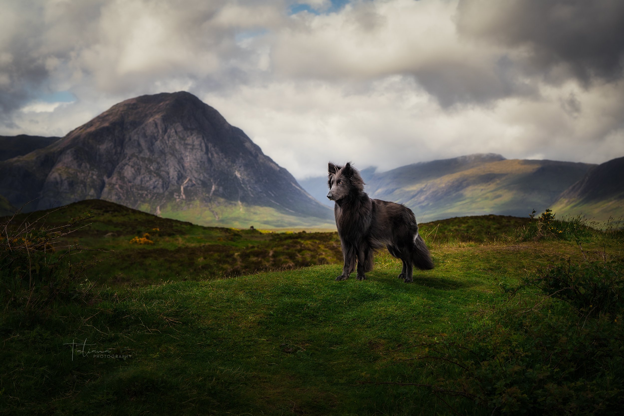 A dog with a dark gray coat and a white face stands on a grassy hill in a mountainous landscape with large green hills and mountains in the background under a cloudy sky.