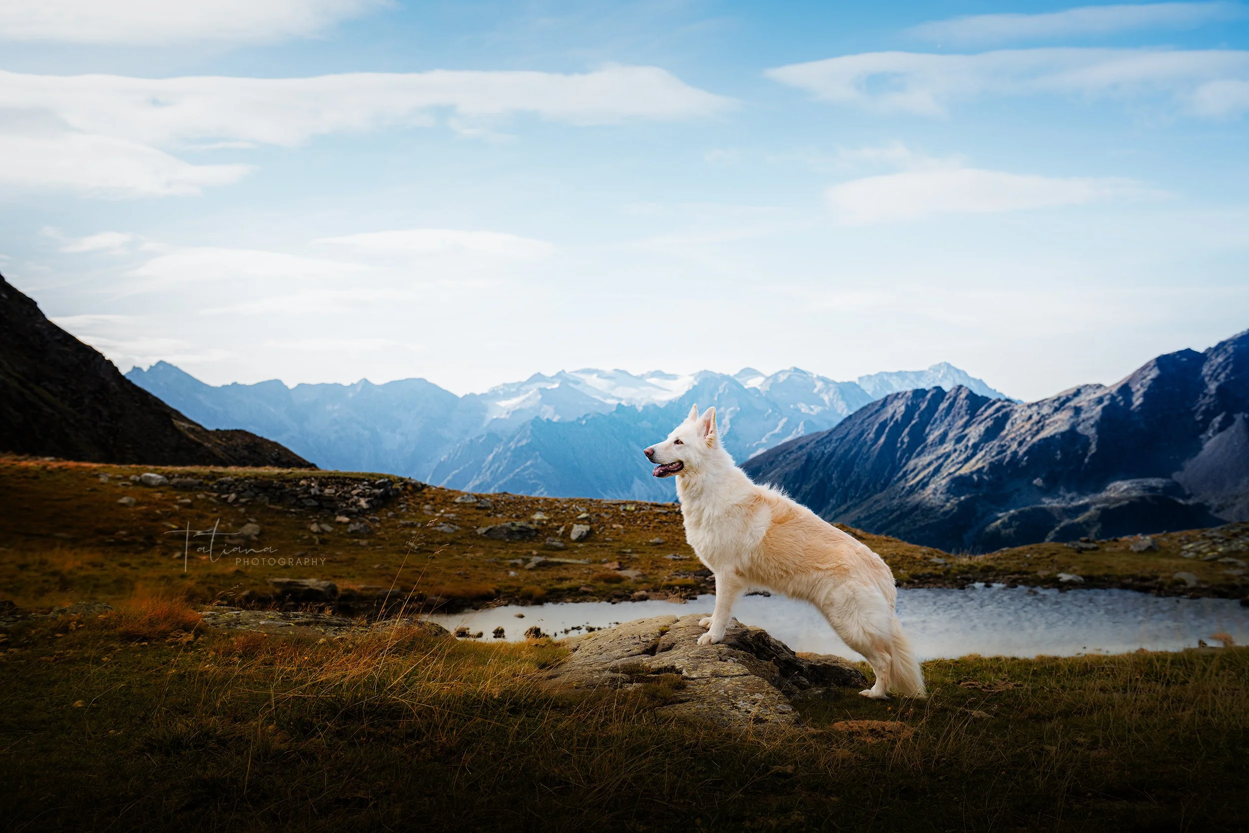 A white dog with cream-colored fur standing on a rock in a mountainous landscape with a lake, grassy terrain, and snow-capped mountains in the background.