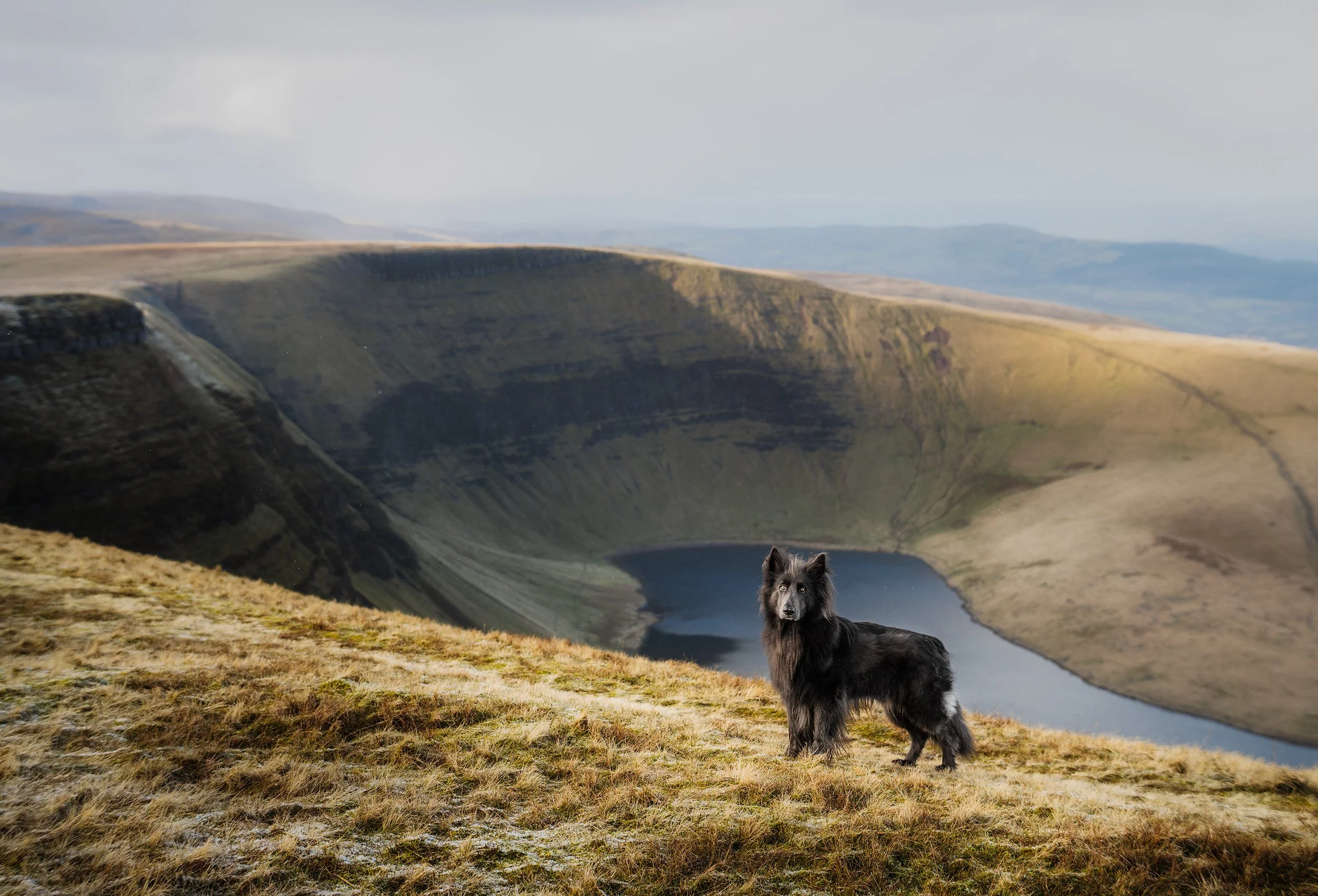 A black dog standing on a grassy hill with a large crater lake and hills in the background.