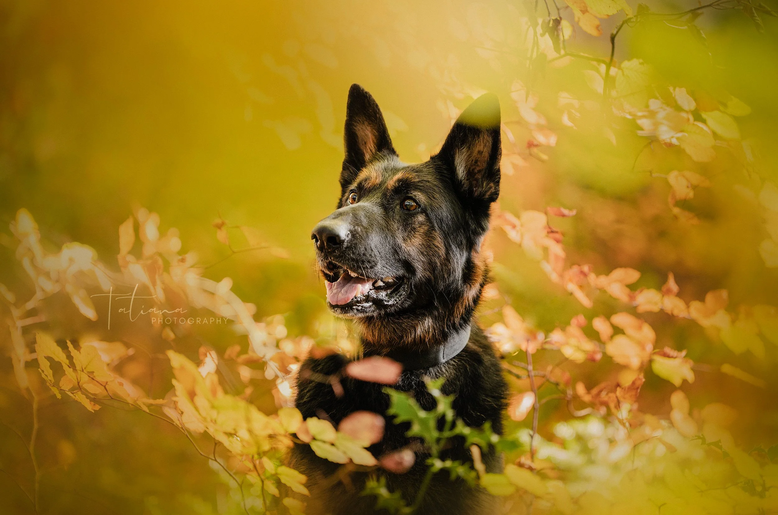 A German Shepherd dog with a black and tan coat, standing among autumn-colored leaves with a blurred green and yellow background.