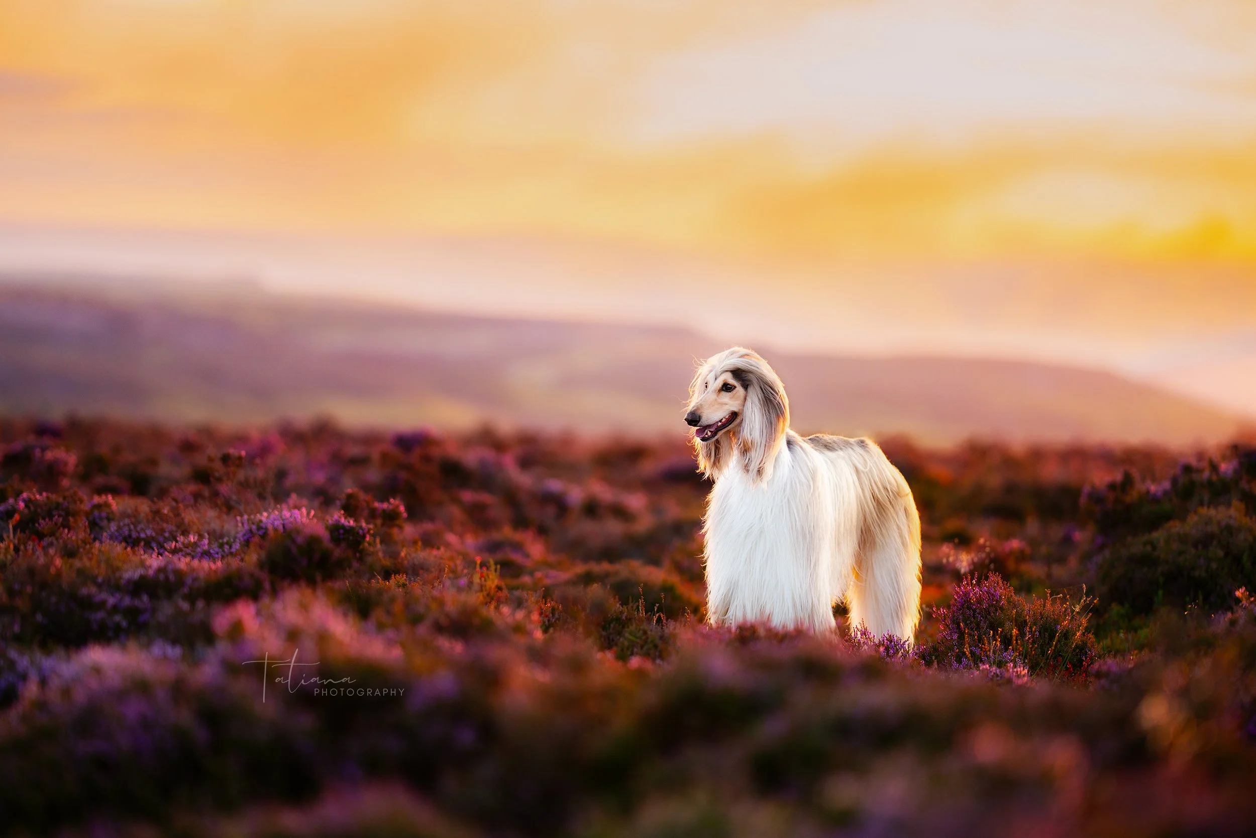 A long-haired dog standing in a field of purple flowers during sunset with a pink and orange sky in the background.