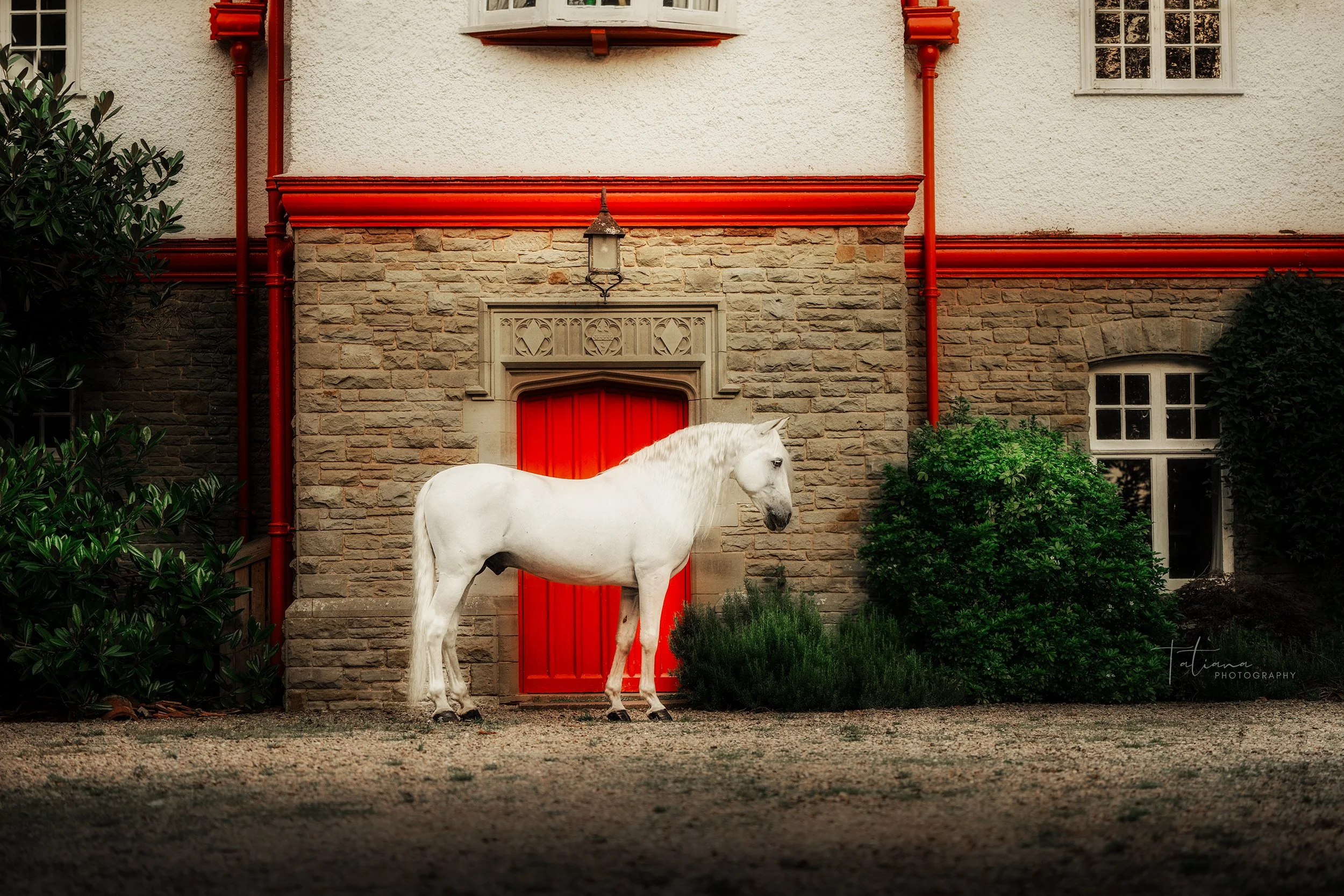 A white horse standing in front of a building with a red door and red gutter pipes, surrounded by green bushes.