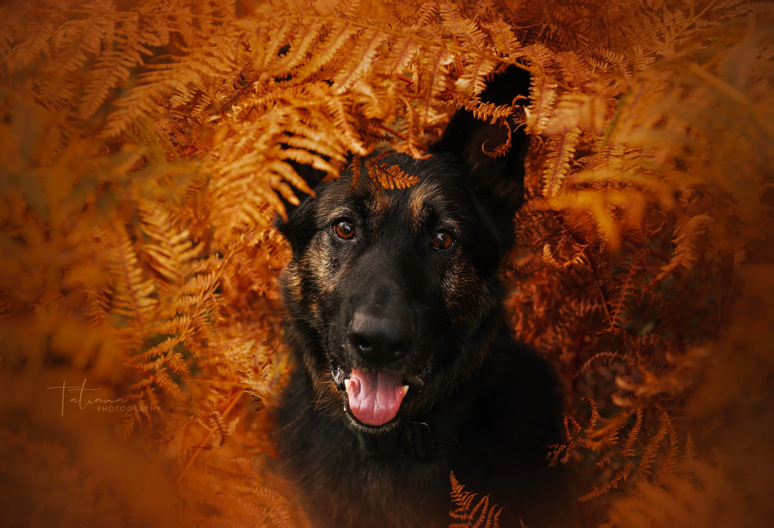 A black and tan dog with its tongue out, peeking through orange-brown ferns in an autumn setting.