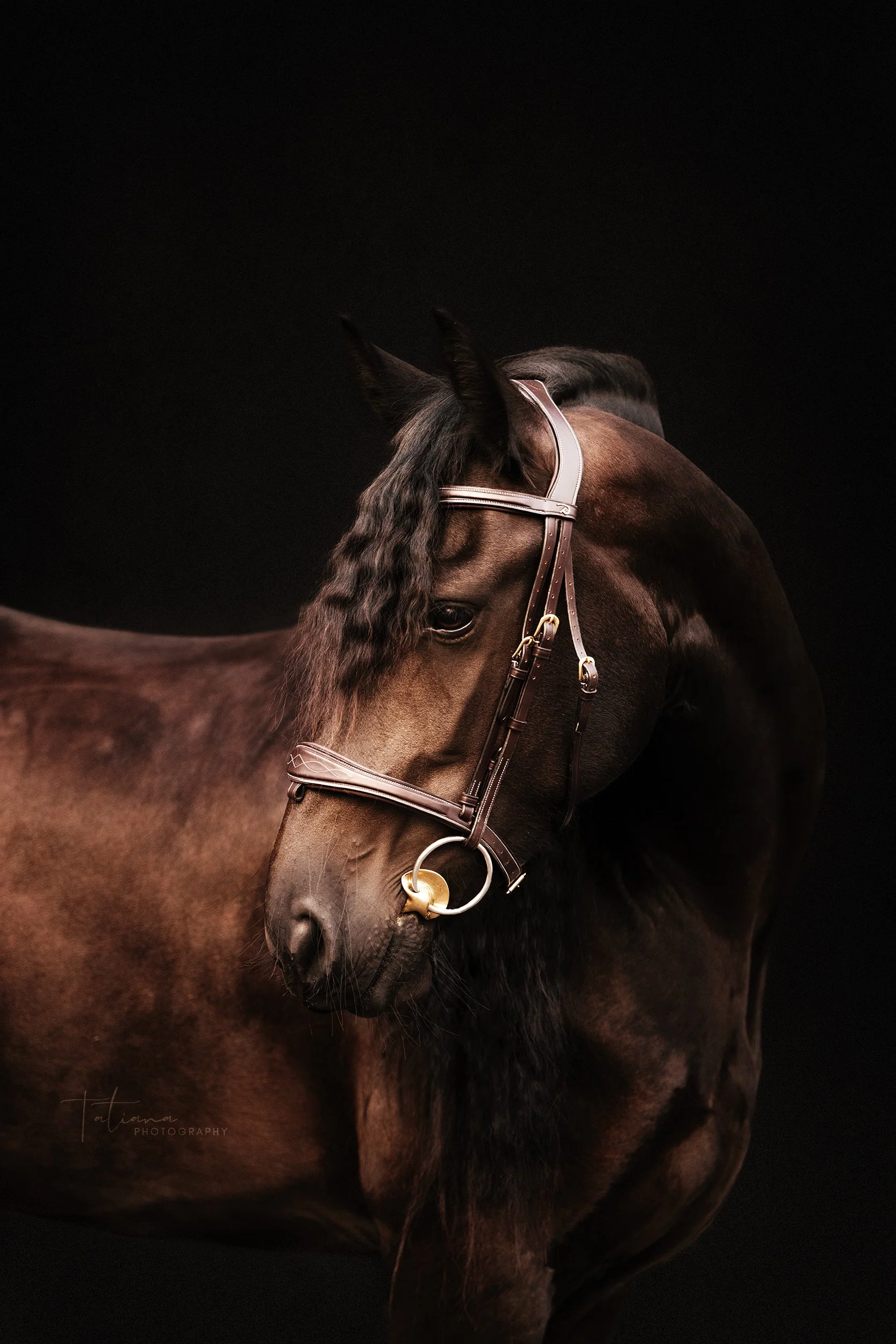 A brown horse with a black mane wearing a bridle against a black background.