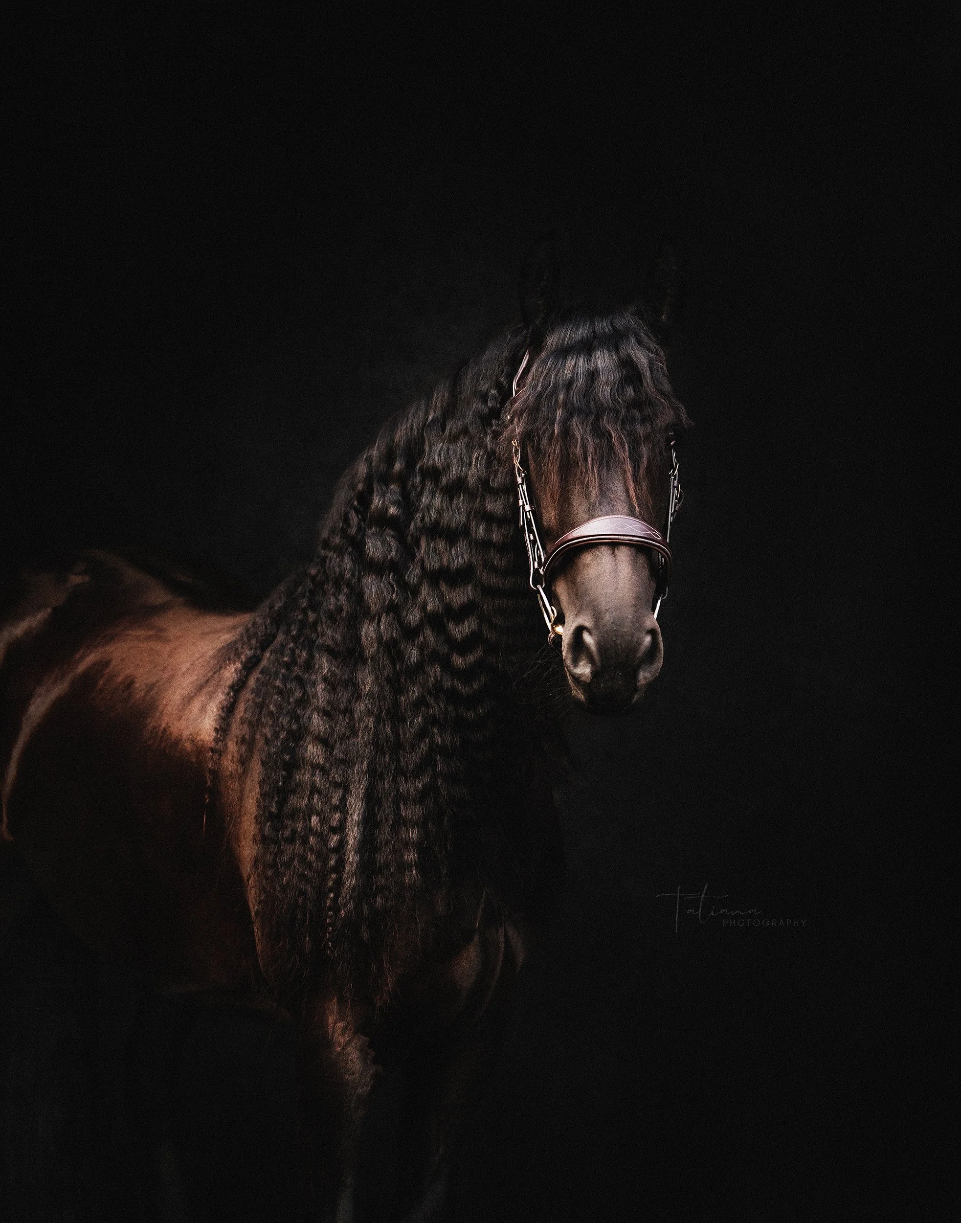 A dark brown horse with a crimped mane and a chain bridle, standing against a black background.