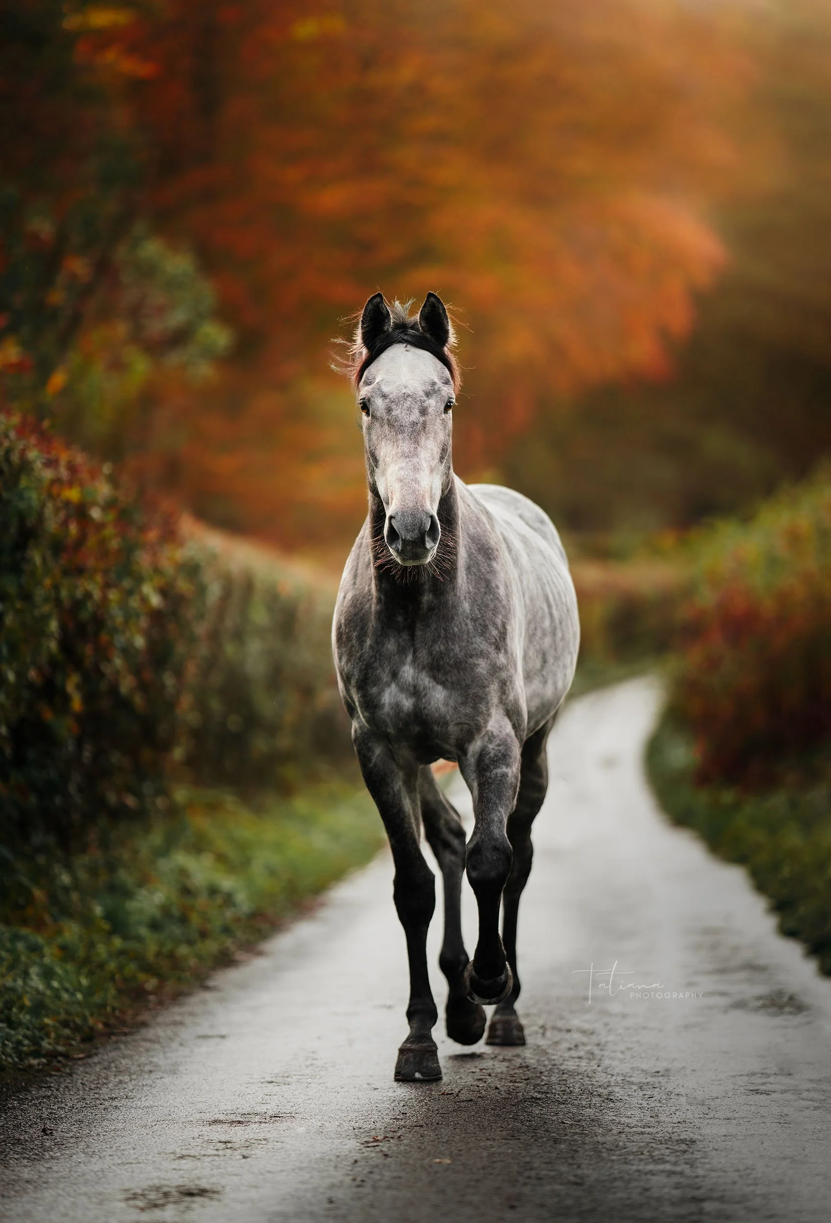 A gray horse running on a narrow rural road surrounded by colorful fall foliage.