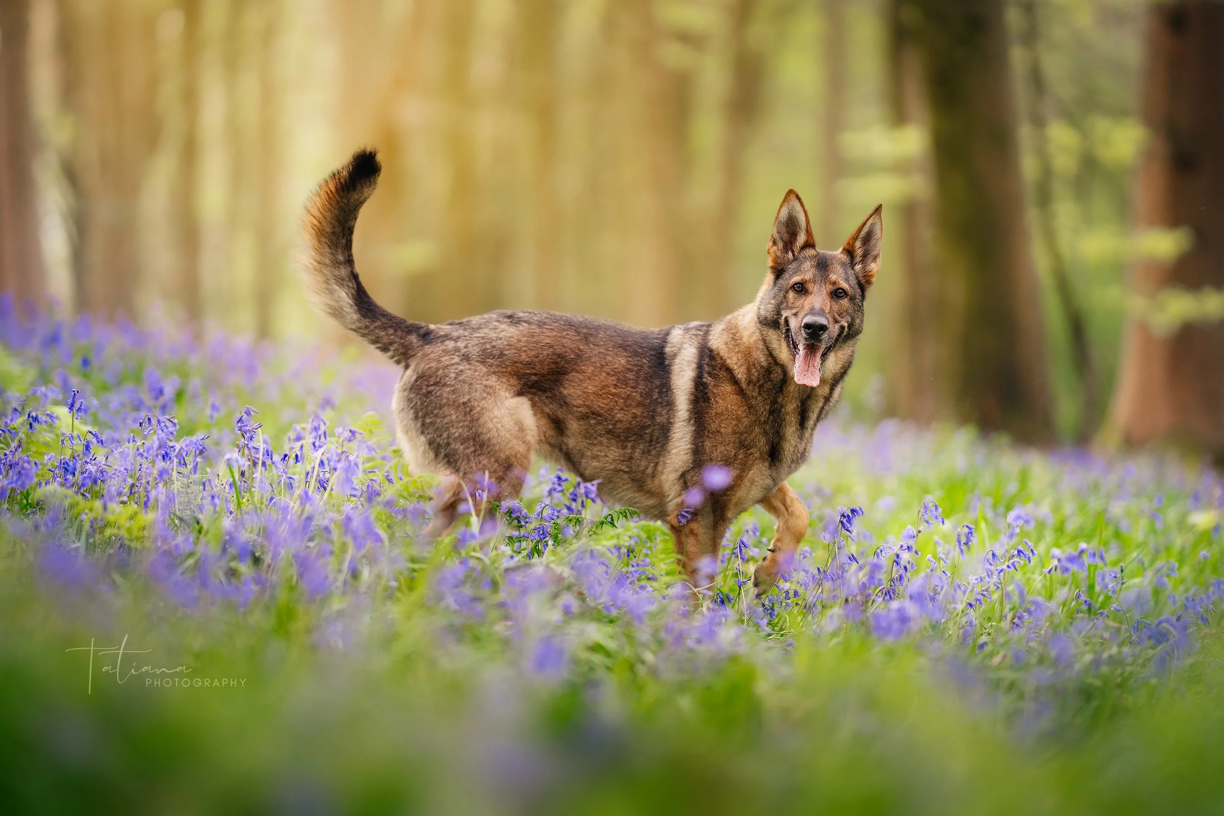 A dog running through a field of purple flowers in a forest.