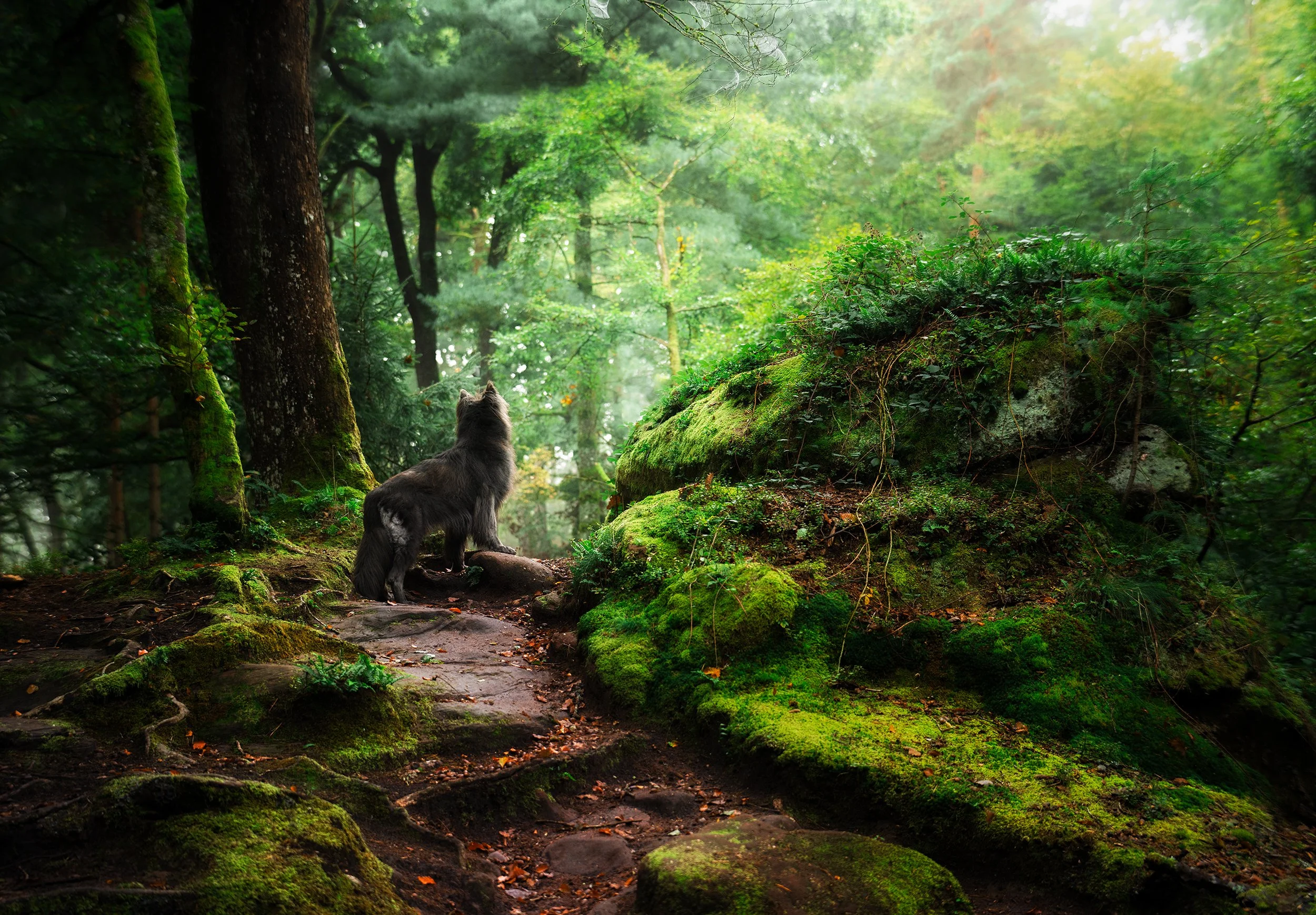 A black dog standing on a moss-covered dirt trail in a lush green forest.