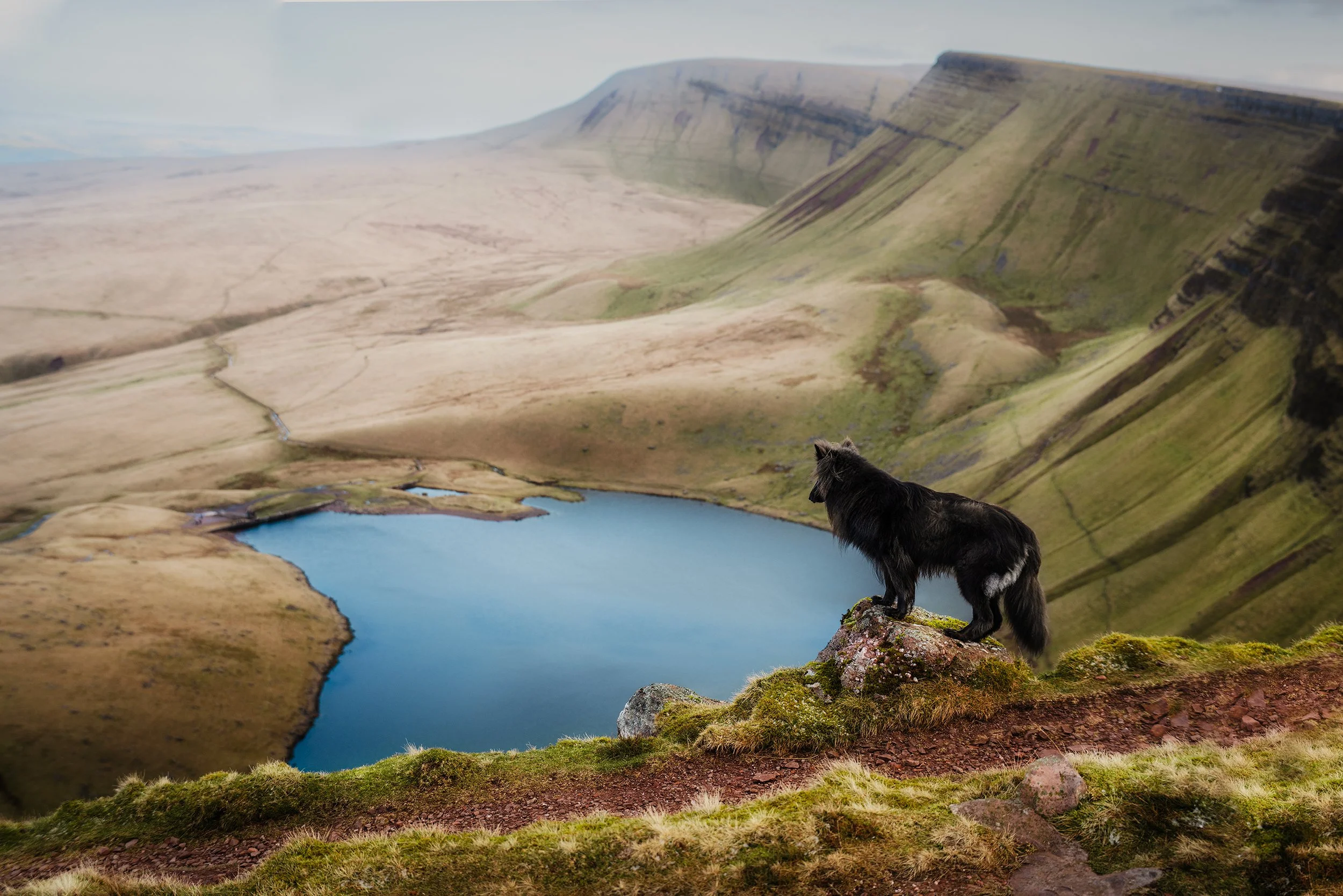 A black dog standing on rocks covered with moss on a grassy hilltop overlooking a blue lake surrounded by rolling green hills and cliffs.