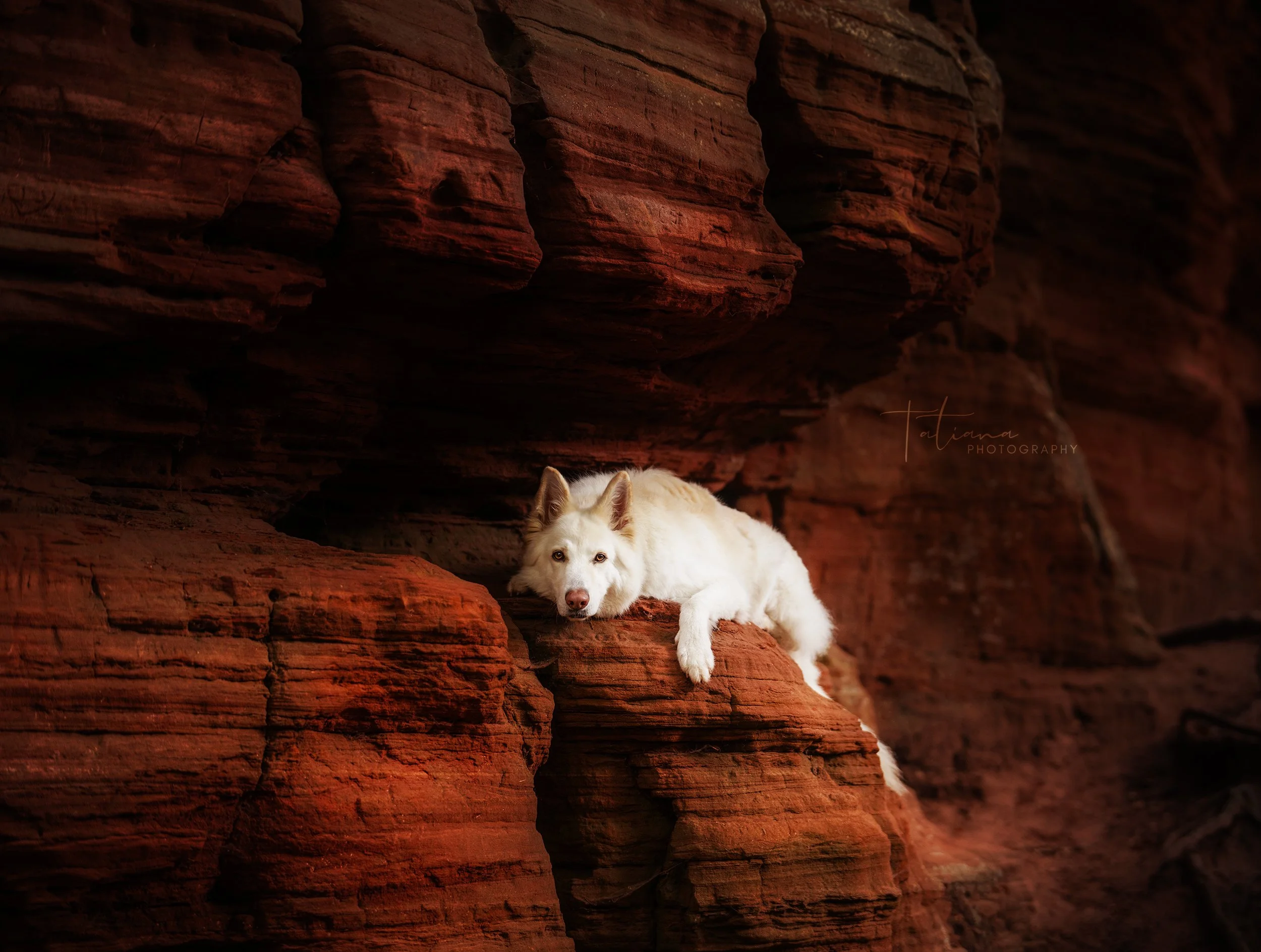 A white dog with light eyes lying on a red rock formation, looking at the camera against a backdrop of layered reddish-brown rocks.