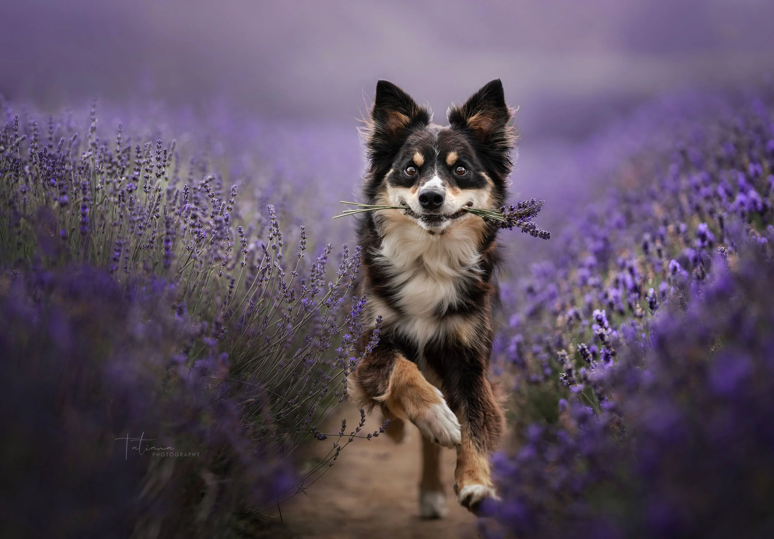 A Border Collie shepherd dog running through a lavender field with a Smile while holding a lavender bunch in its mouth.