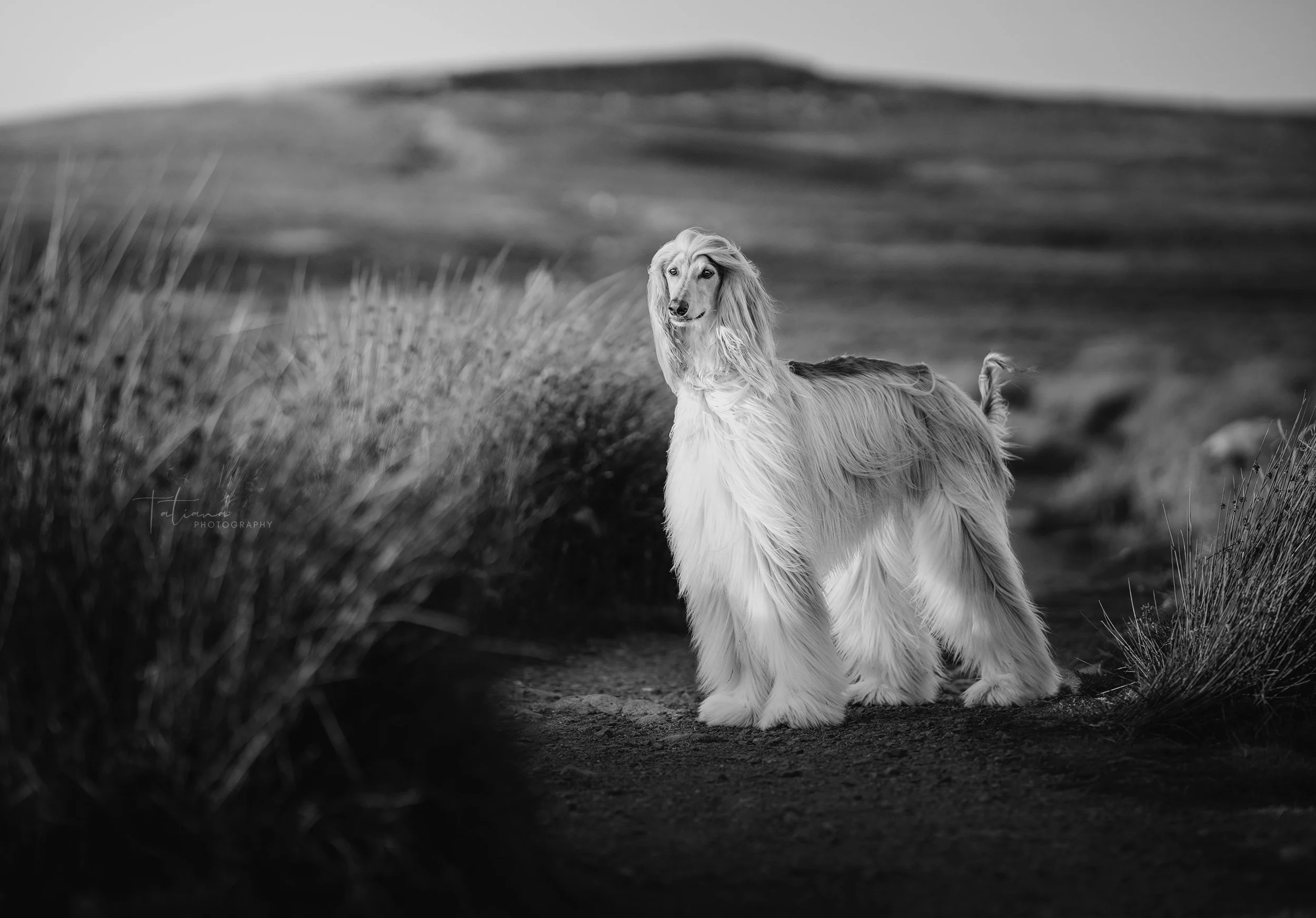 A long-haired dog with a silky coat stands on a dirt path in a natural landscape, with rolling hills and tall grasses in the background, captured in black and white.