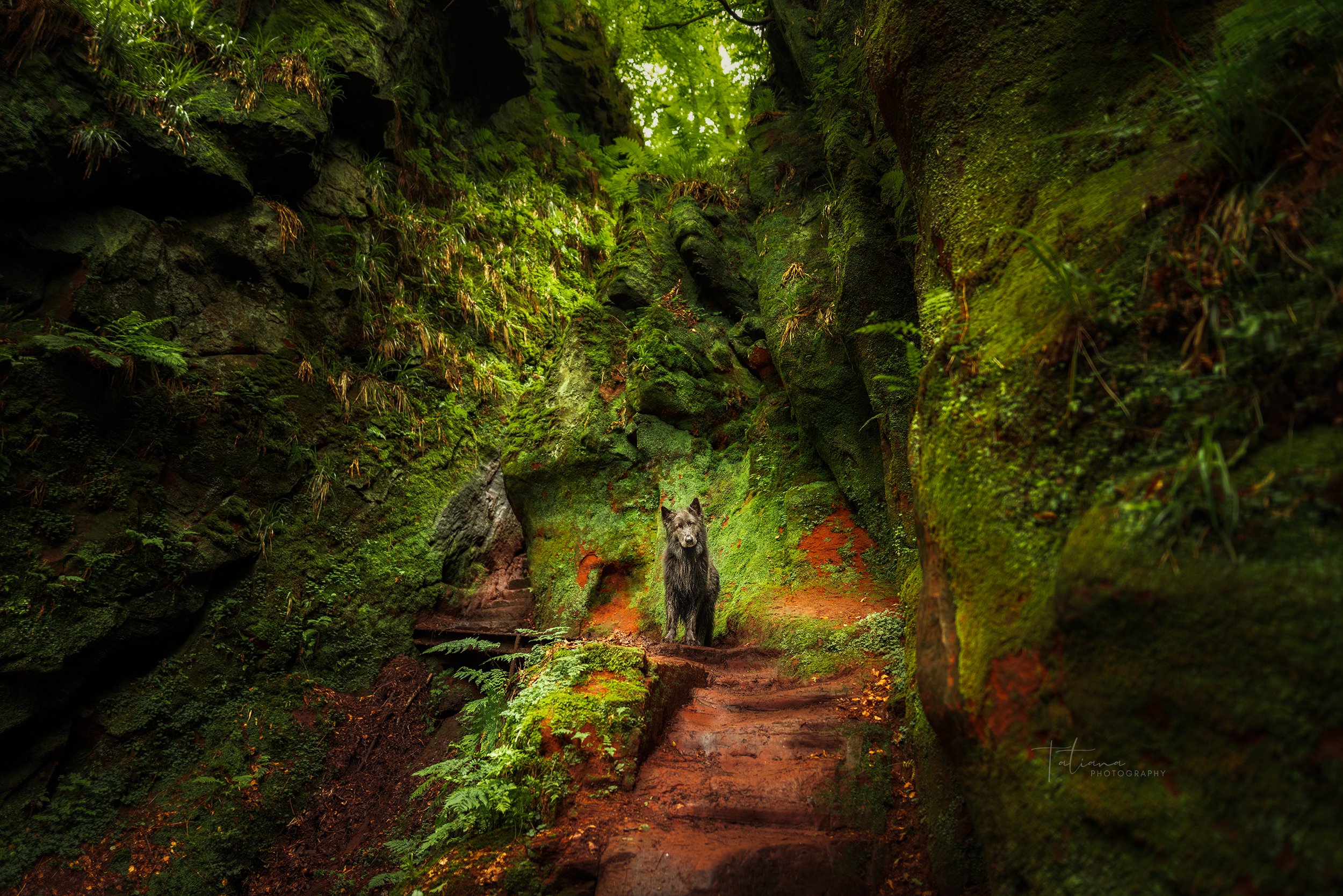 A wolf standing on a dirt path in a moss-covered rocky canyon with green foliage overhead.
