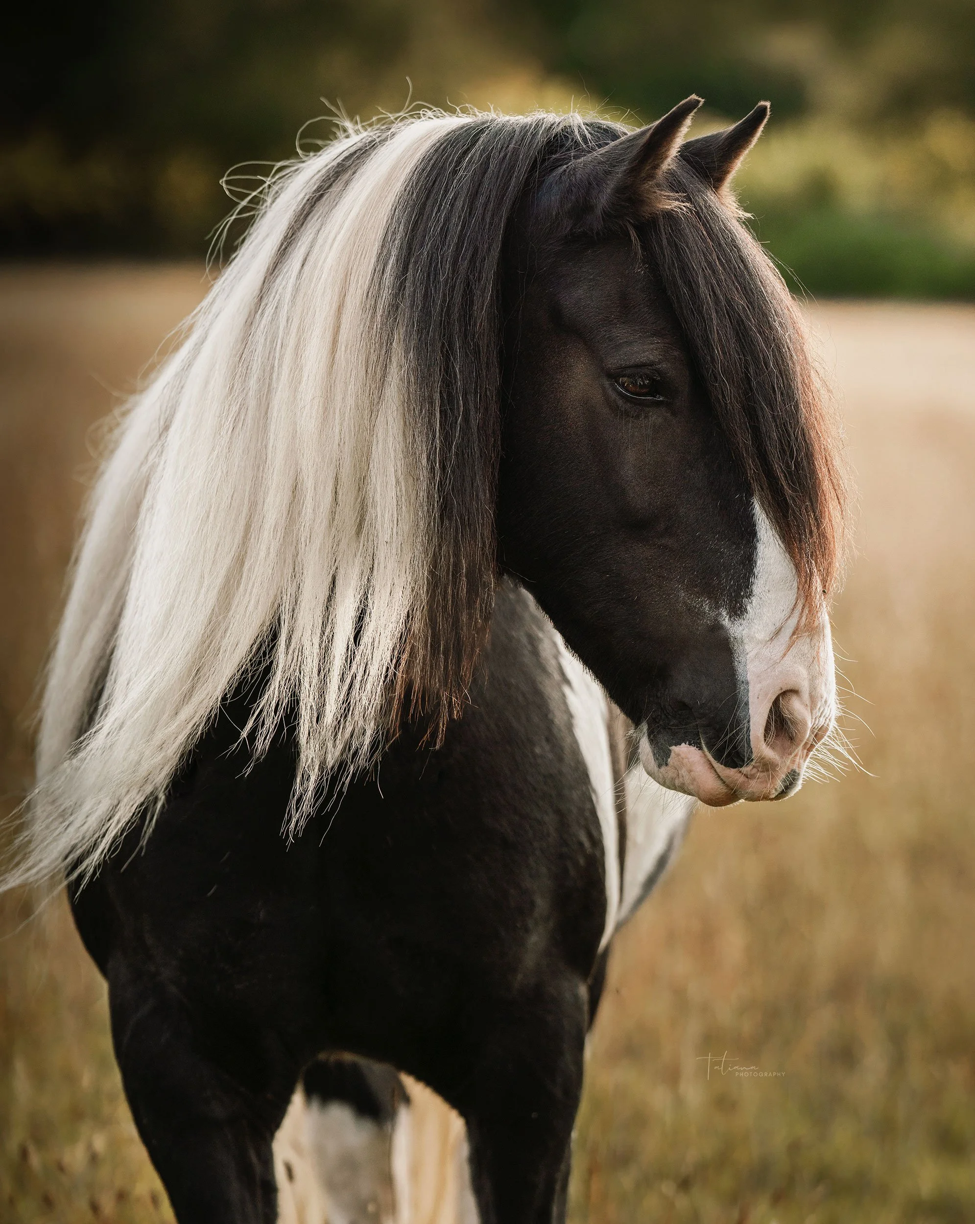 Close-up of a black and white pinto horse with long mane in a grassy field.
