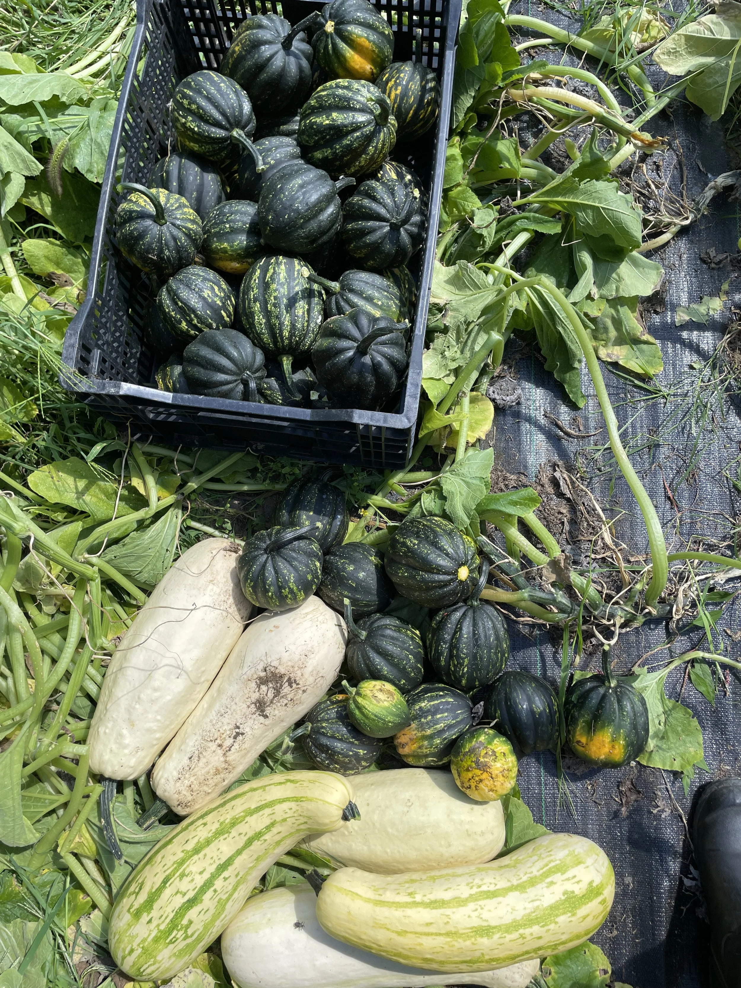 IMG_3321 - Emmy Smela.jpg