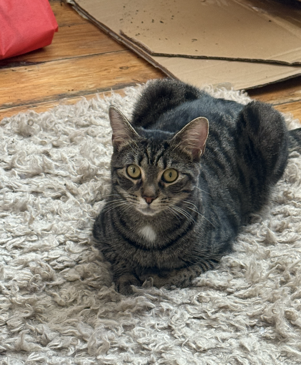 A tabby cat lying on a shaggy white rug on a wooden floor.