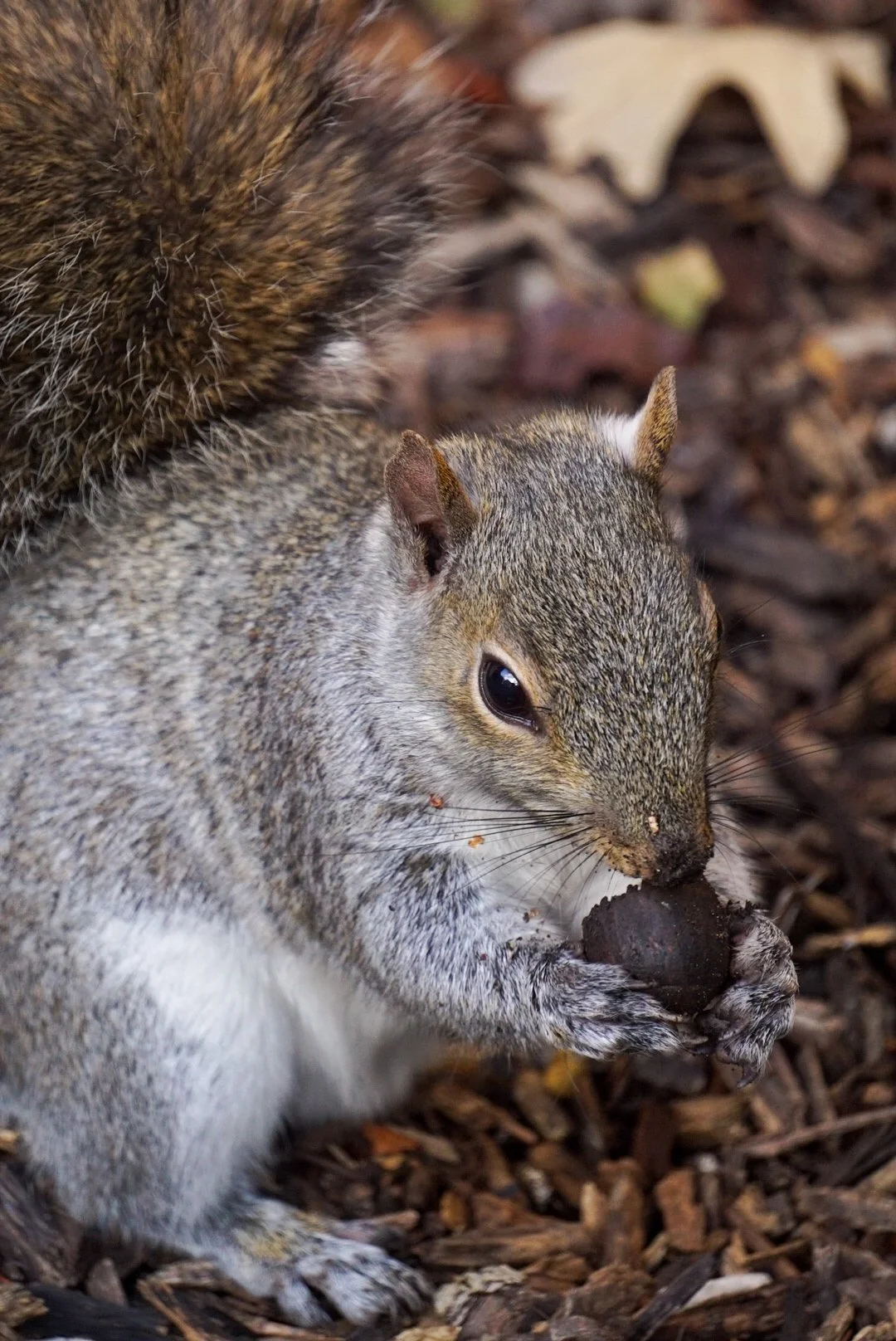 Squirrel10- Almeida_Baray_Damian.JPG