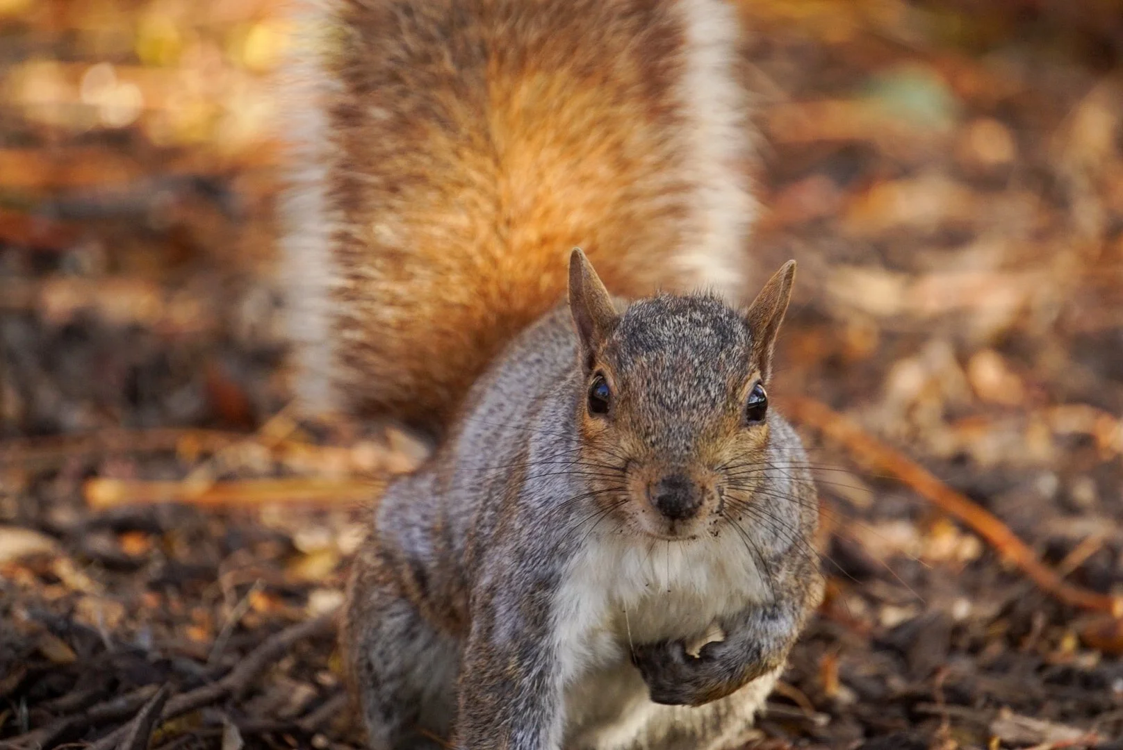 Squirrel7- Almeida_Baray_Damian.JPG