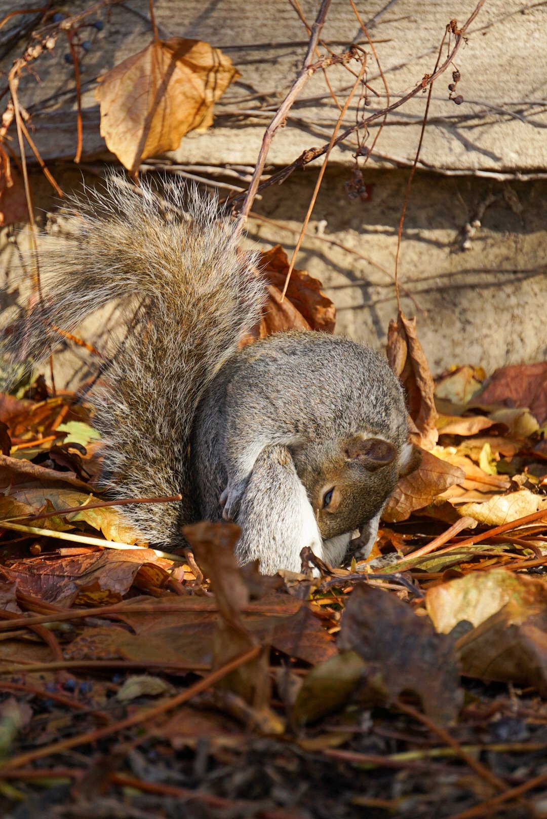 Squirrel5- Almeida_Baray_Damian.JPG