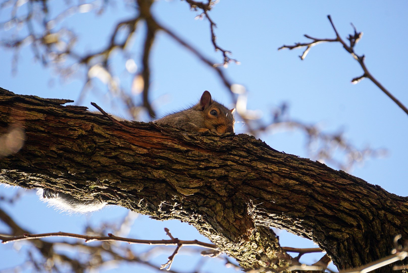 Squirrel11- Almeida_Baray_Damian.JPG