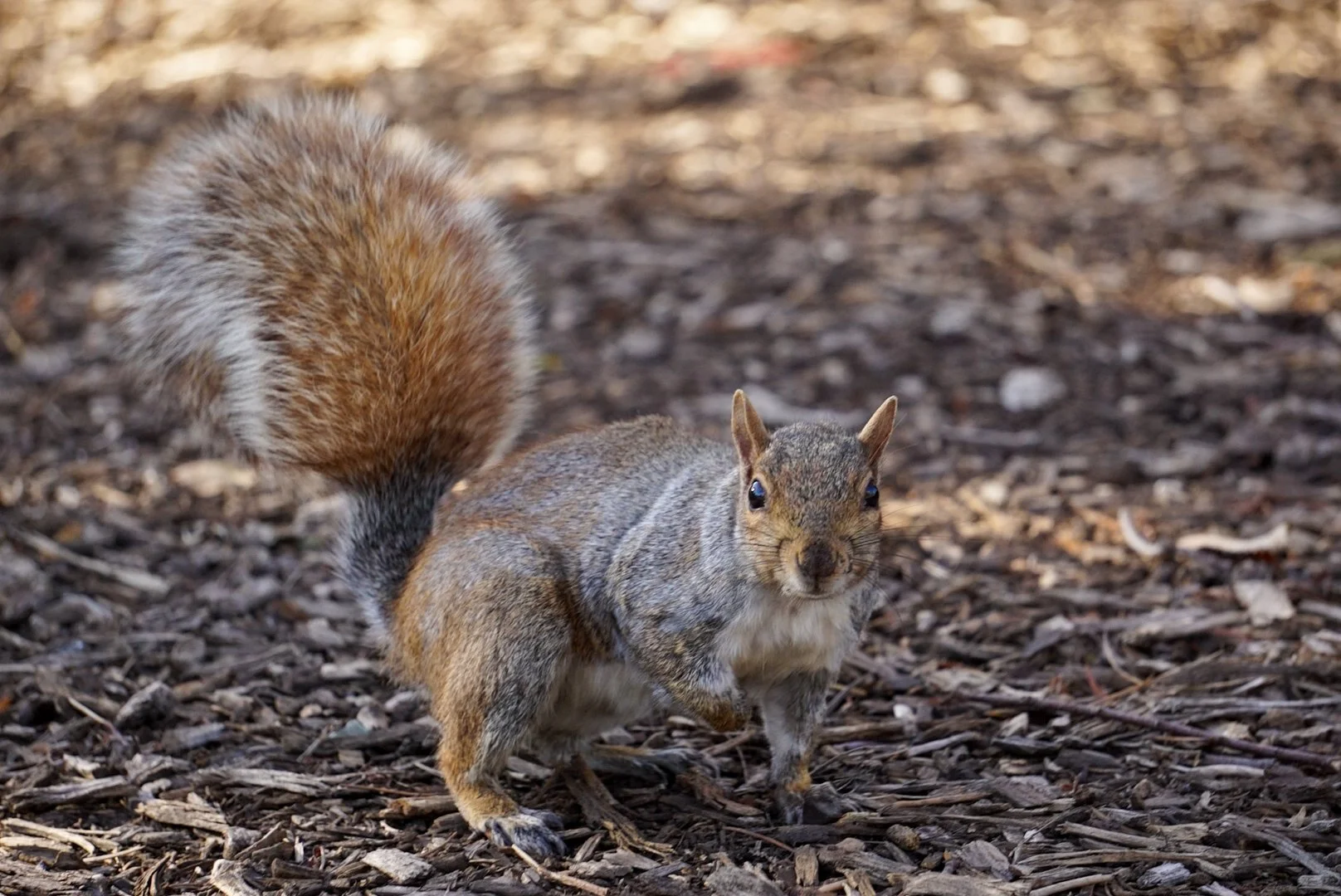 Squirrel6- Almeida_Baray_Damian.JPG