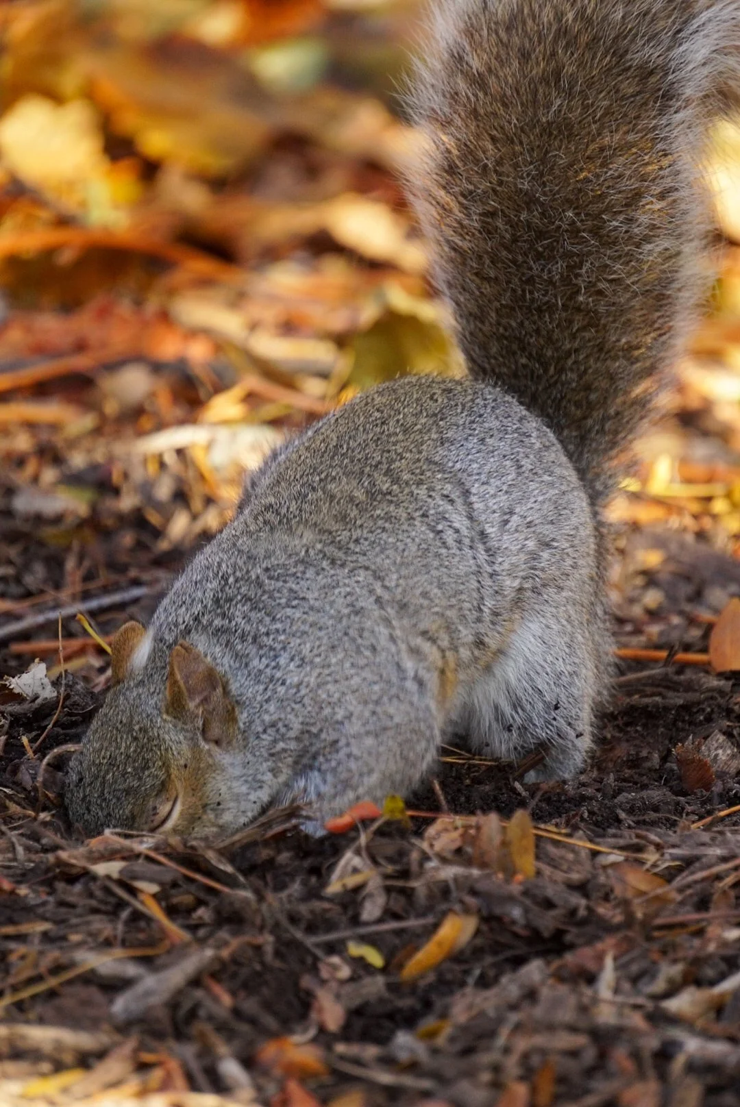 Squirrel4- Almeida_Baray_Damian.JPG