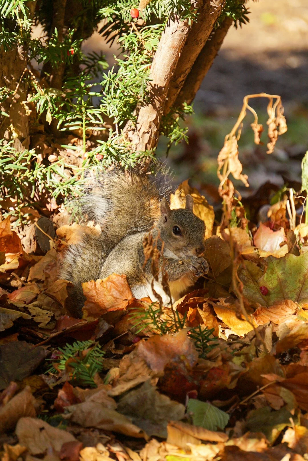Squirrel2- Almeida_Baray_Damian.JPG