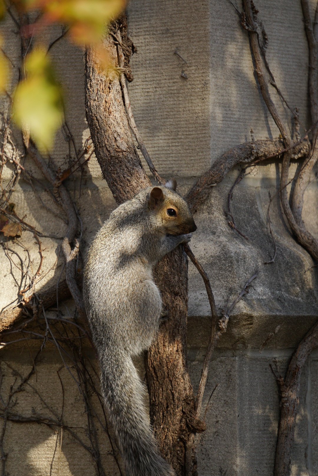 Squirrel8- Almeida_Baray_Damian.JPG