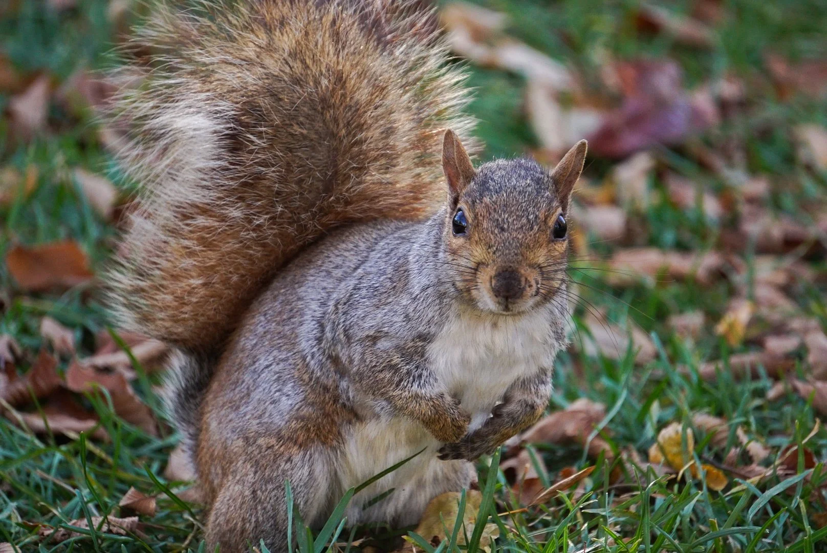 Squirrels