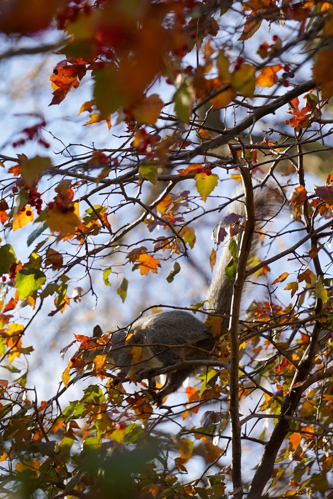 Squirrel9- Almeida_Baray_Damian.JPG
