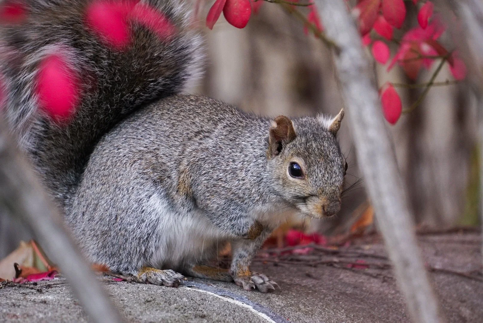 Squirrel1- Almeida_Baray_Damian.JPG