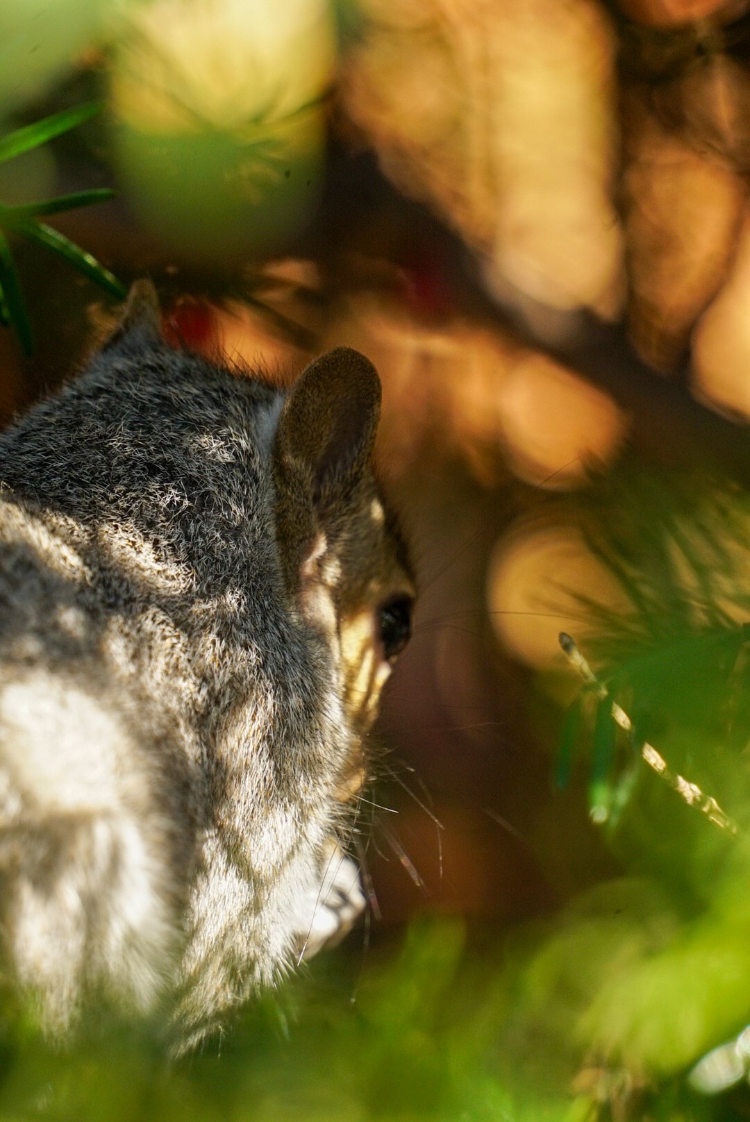 Squirrel12- Almeida_Baray_Damian.JPG