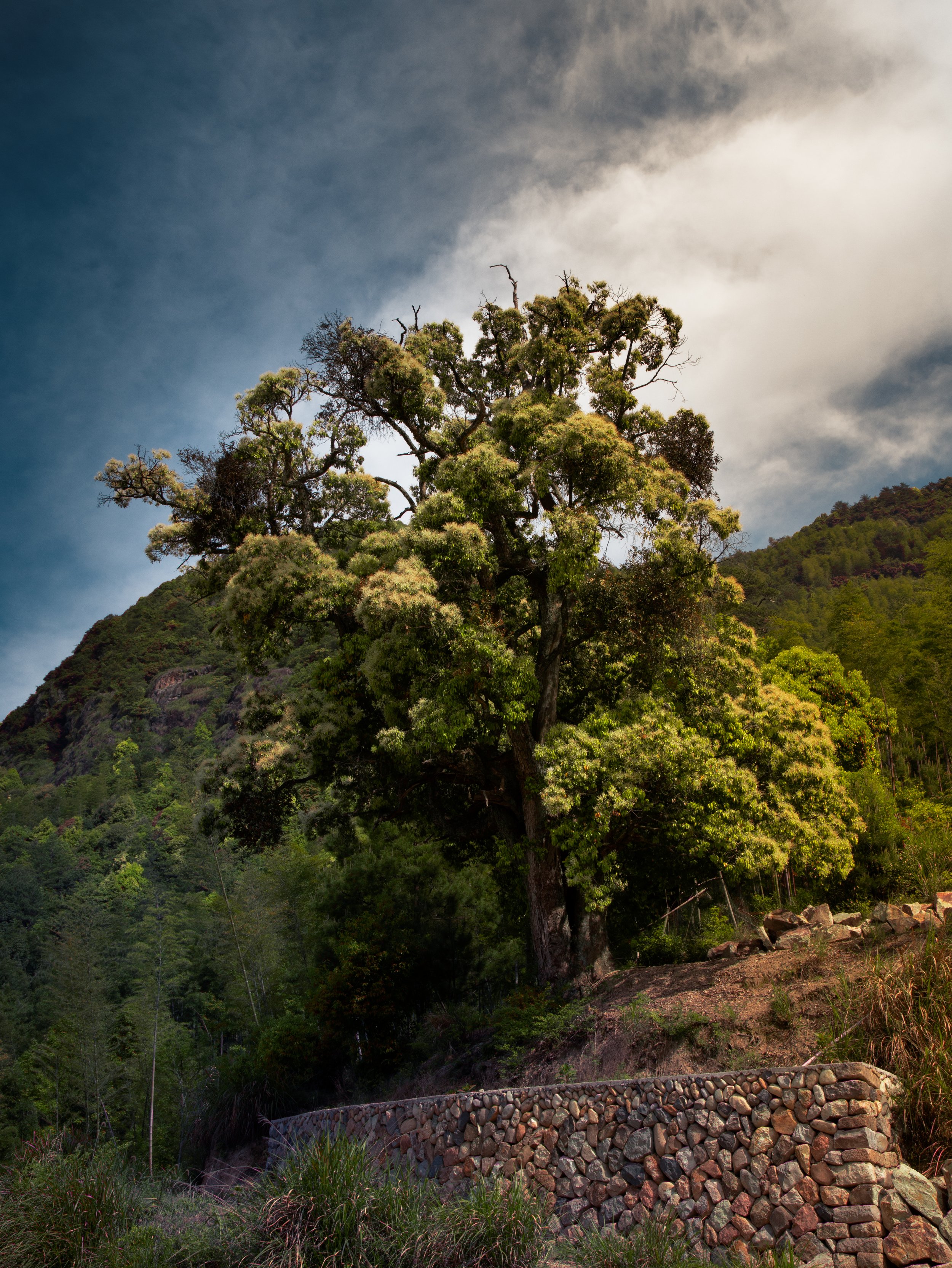 A tall, leafy green tree standing on a hillside with a stone wall in the foreground and a partly cloudy sky in the background.