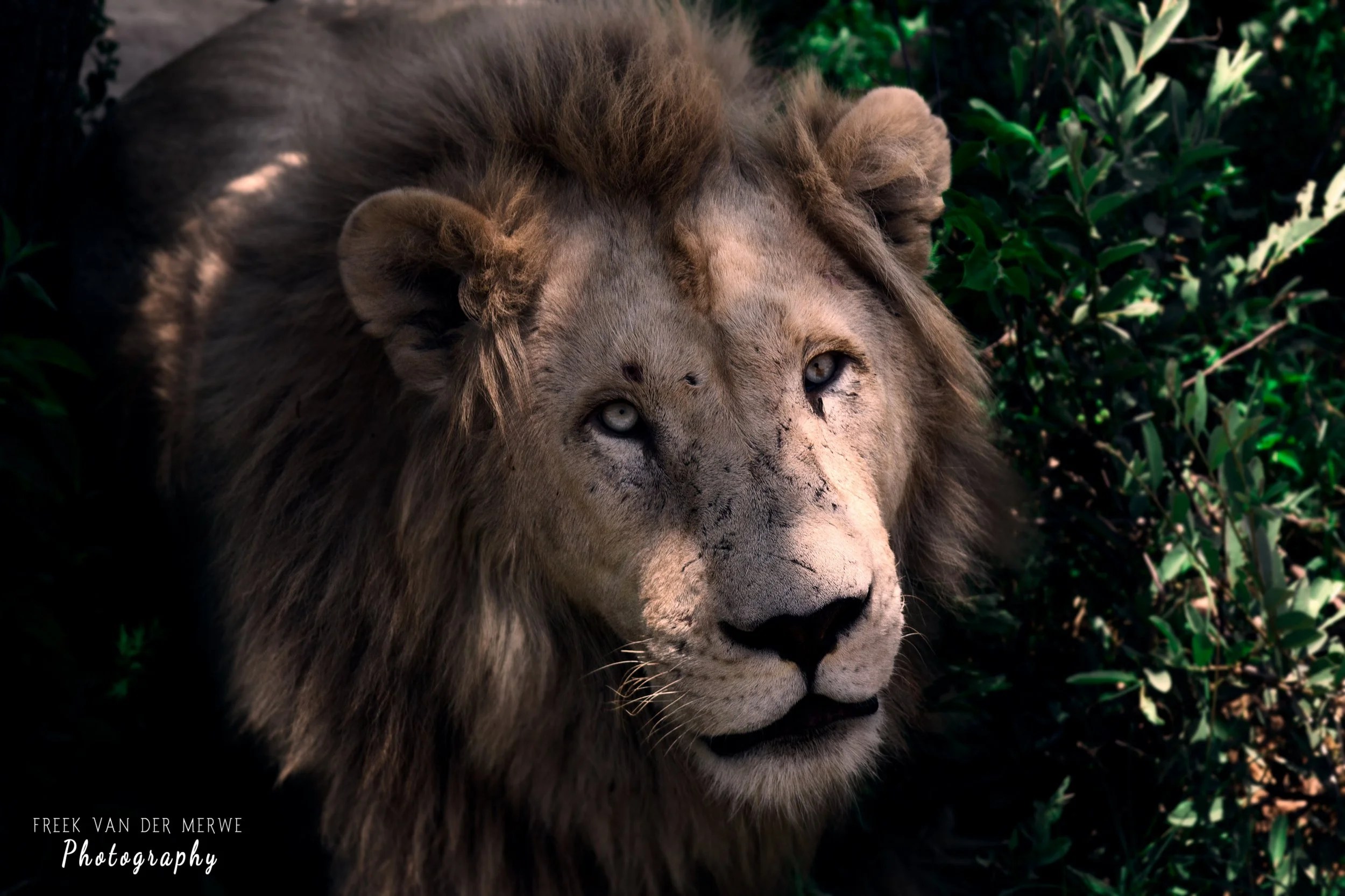 A close-up of a lion's face with a dark mane and light-colored eyes, surrounded by green foliage.