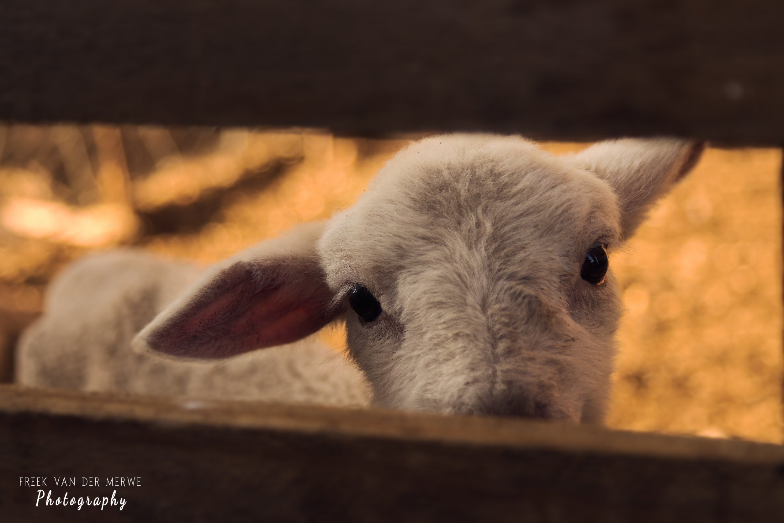 Close-up of a young lamb peeking through a gap in wooden slats, with golden blurred background.
