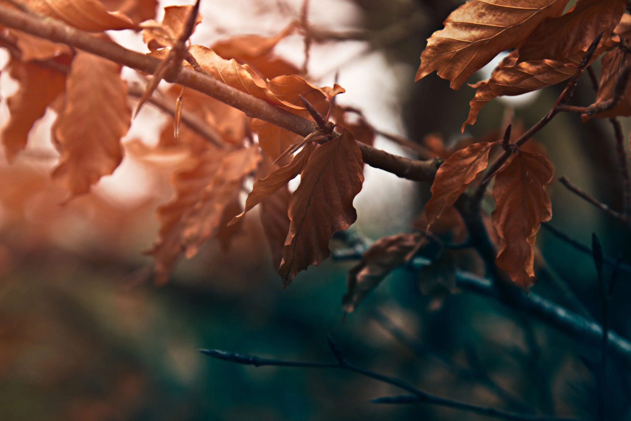 Close-up of brown, dried leaves on a tree branch against a blurred background.