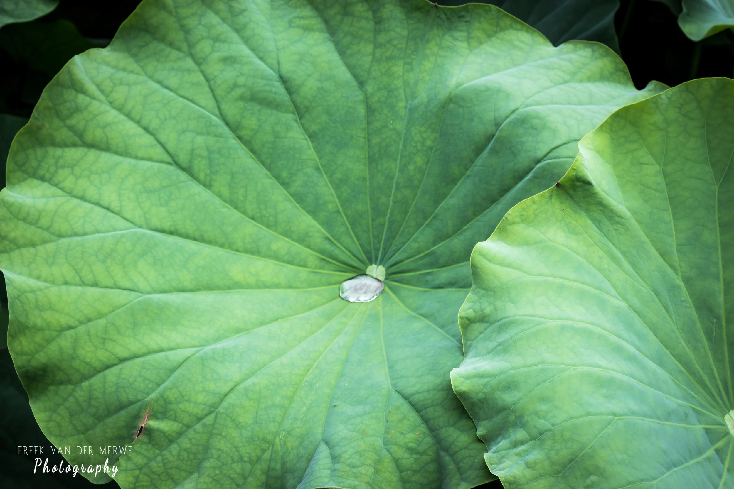 Close-up of large green lily pads with a water droplet in the center of one pad.