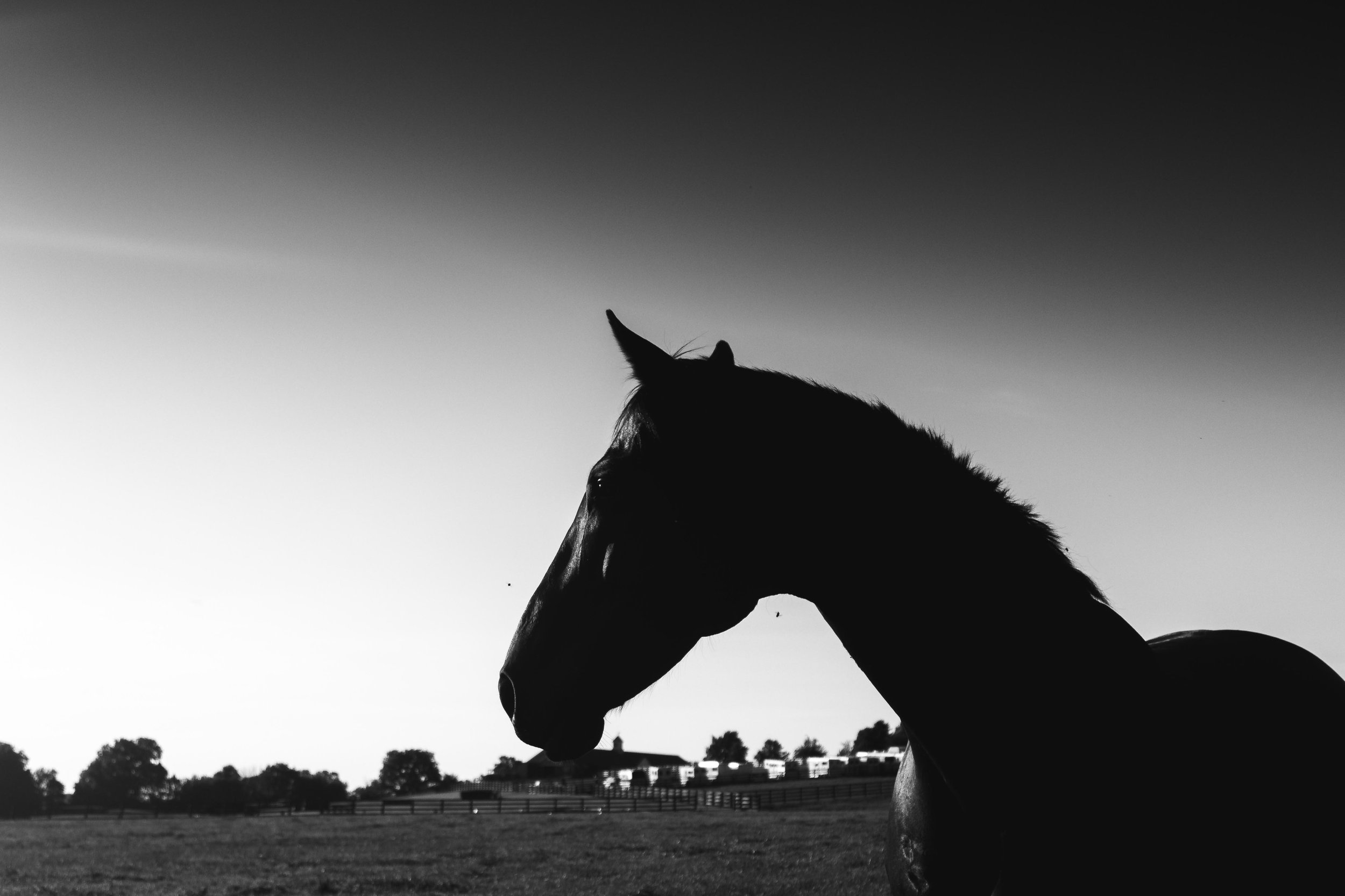 Silhouette of a horse against a sunset or sunrise sky, with trees and a fenced field in the background.
