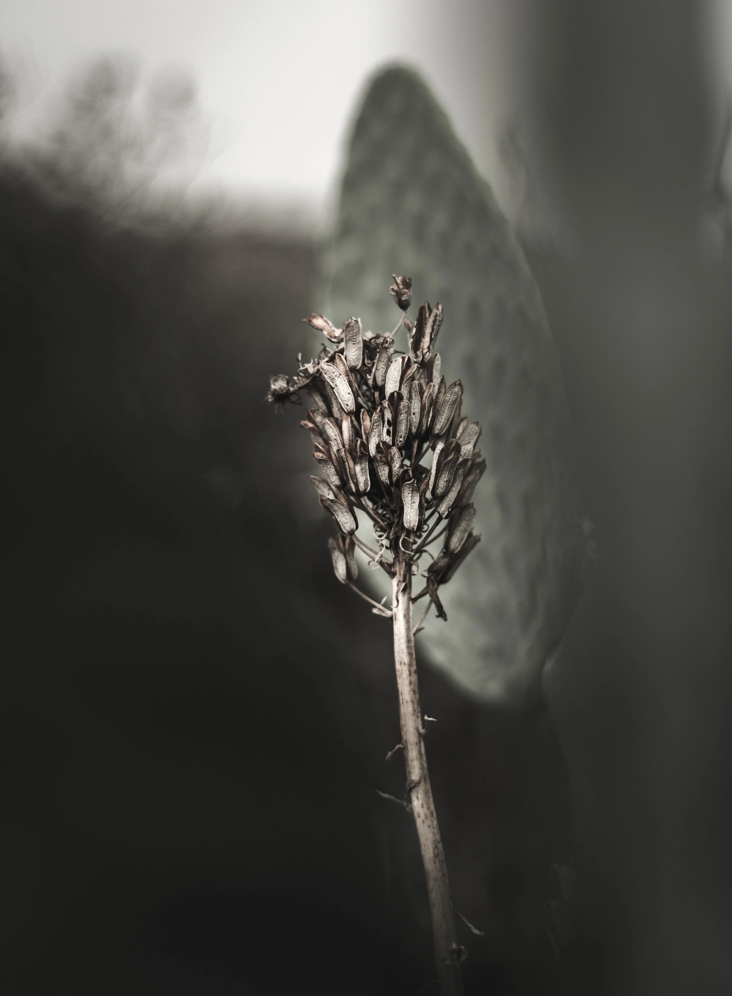 A close-up of a dry, brown plant seed head or flower spike against a blurred background.