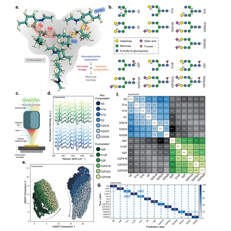 DynaSpec: Metadynamics and Raman Spectroscopy for Glycan Structure–Spectrum Mapping