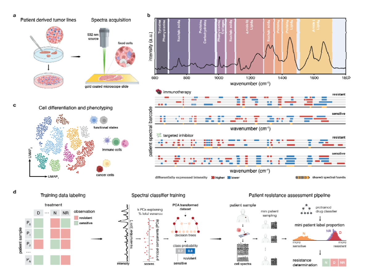 Predicting targeted- and immunotherapeutic response outcomes in melanoma with single-cell Raman spectroscopy and AI