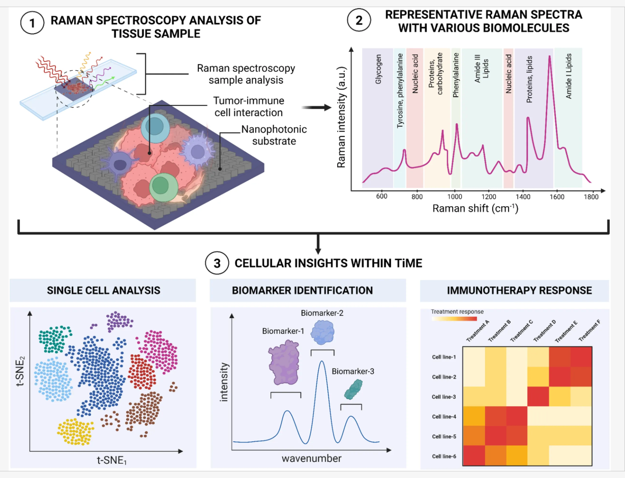 Advancing precision cancer immunotherapy drug development, administration, and response prediction with AI-enabled Raman spectroscopy
