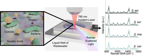 Bacterial Wastewater-Based Epidemiology Using Surface-Enhanced Raman Spectroscopy and Machine Learning