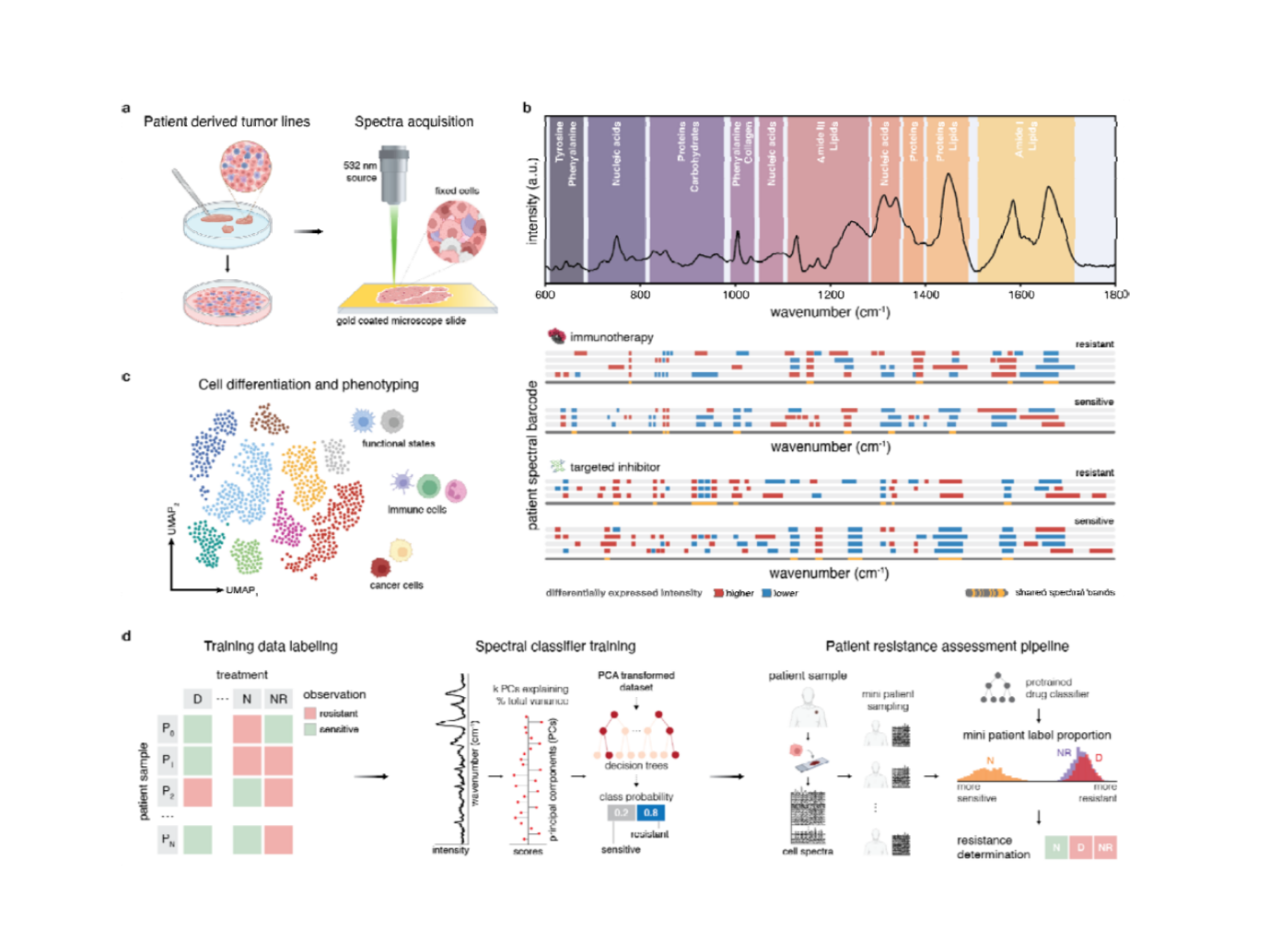 Predicting targeted- and immunotherapeutic response outcomes in melanoma with single-cell Raman spectroscopy and AI